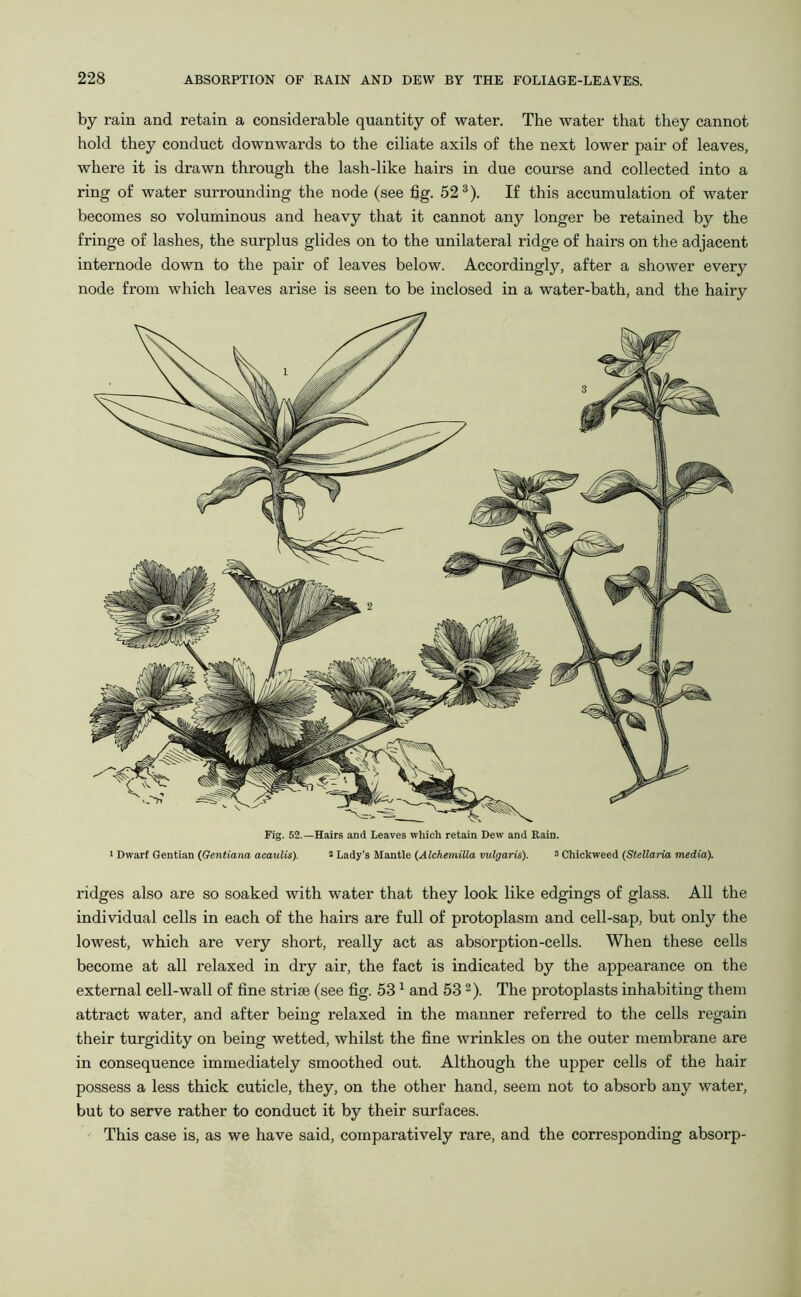 by rain and retain a considerable quantity of water. The water that they cannot hold they conduct downwards to the ciliate axils of the next lower pair of leaves, where it is drawn through the lash-like hairs in due course and collected into a ring of water surrounding the node (see fig. 523). If this accumulation of water becomes so voluminous and heavy that it cannot any longer be retained by the fringe of lashes, the surplus glides on to the unilateral ridge of hairs on the adjacent internode down to the pair of leaves below. Accordingly, after a shower every node from which leaves arise is seen to be inclosed in a water-bath, and the hairy Fig. 52.—Hairs and Leaves which retain Dew and Rain. 1 Dwarf Gentian (Gentiana acaulis). 2 Lady’s Mantle (Alchemilla vulgaris). 3 Chickweed (Stellaria media). ridges also are so soaked with water that they look like edgings of glass. All the individual cells in each of the hairs are full of protoplasm and cell-sap, but only the lowest, which are very short, really act as absorption-cells. When these cells become at all relaxed in dry air, the fact is indicated by the appearance on the external cell-wall of fine striae (see fig. 531 and 532). The protoplasts inhabiting them attract water, and after being relaxed in the manner referred to the cells regain their turgidity on being wetted, whilst the fine wrinkles on the outer membrane are in consequence immediately smoothed out. Although the upper cells of the hair possess a less thick cuticle, they, on the other hand, seem not to absorb any water, but to serve rather to conduct it by their surfaces. This case is, as we have said, comparatively rare, and the corresponding absorp-