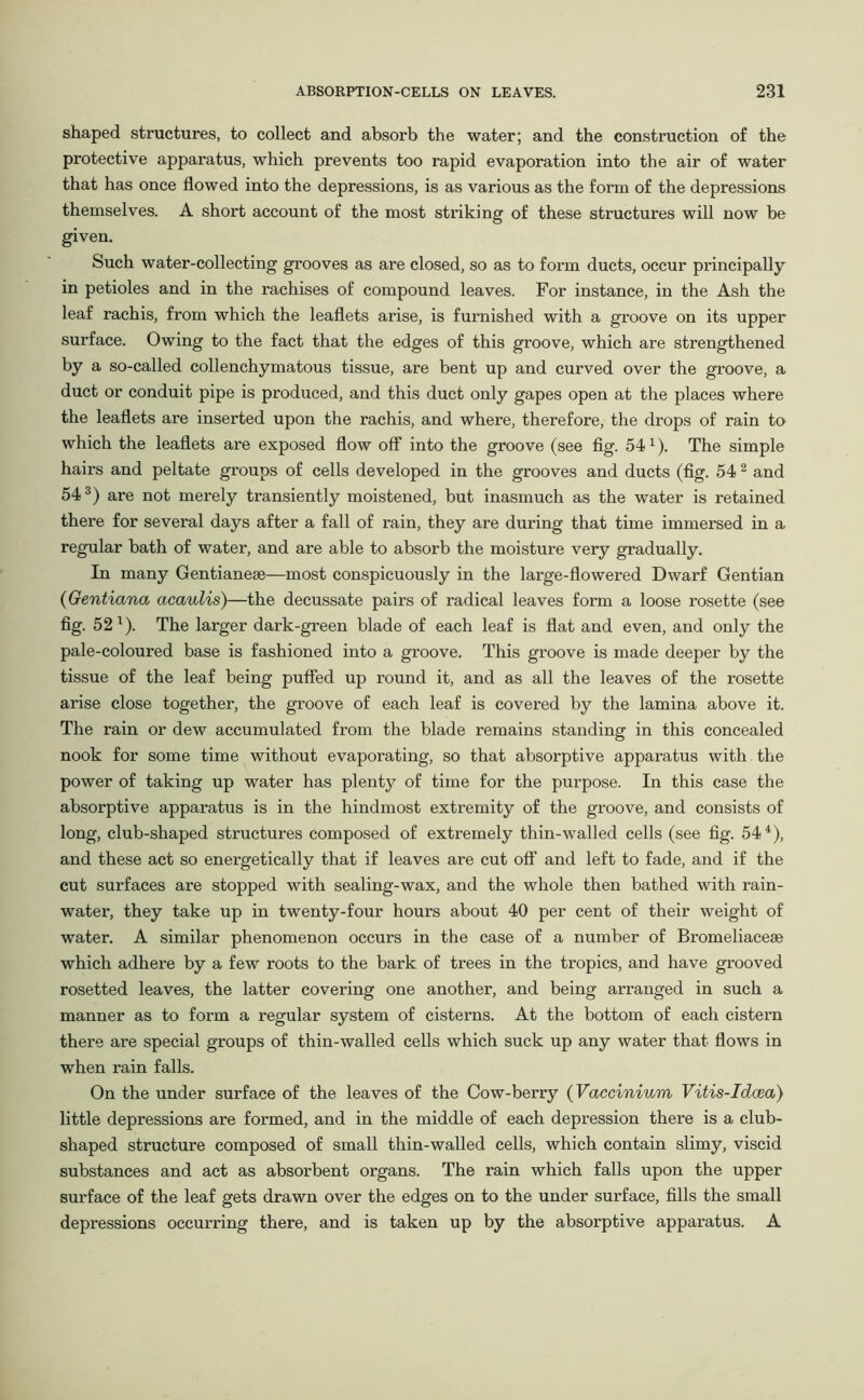 shaped structures, to collect and absorb the water; and the construction of the protective apparatus, which prevents too rapid evaporation into the air of water that has once flowed into the depressions, is as various as the form of the depressions themselves. A short account of the most striking of these structures will now be given. Such water-collecting grooves as are closed, so as to form ducts, occur principally in petioles and in the rachises of compound leaves. For instance, in the Ash the leaf rachis, from which the leaflets arise, is furnished with a groove on its upper surface. Owing to the fact that the edges of this groove, which are strengthened by a so-called eollenchymatous tissue, are bent up and curved over the groove, a duct or conduit pipe is produced, and this duct only gapes open at the places where the leaflets are inserted upon the rachis, and where, therefore, the drops of rain to which the leaflets are exposed flow off into the groove (see fig. 541). The simple hairs and peltate groups of cells developed in the grooves and ducts (fig. 54 2 and 543) are not merely transiently moistened, but inasmuch as the water is retained there for several days after a fall of rain, they are during that time immersed in a regular bath of water, and are able to absorb the moisture very gradually. In many Gentianese—most conspicuously in the large-flowered Dwarf Gentian (Gentiana acaulis)—the decussate pairs of radical leaves form a loose rosette (see fig. 52 l). The larger dark-green blade of each leaf is flat and even, and only the pale-coloured base is fashioned into a groove. This groove is made deeper by the tissue of the leaf being puffed up round it, and as all the leaves of the rosette arise close together, the groove of each leaf is covered by the lamina above it. The rain or dew accumulated from the blade remains standing in this concealed nook for some time without evaporating, so that absorptive apparatus with the power of taking up water has plenty of time for the purpose. In this case the absorptive apparatus is in the hindmost extremity of the groove, and consists of long, club-shaped structures composed of extremely thin-walled cells (see fig. 54 4), and these act so energetically that if leaves are cut off and left to fade, and if the cut surfaces are stopped with sealing-wax, and the whole then bathed with rain- water, they take up in twenty-four hours about 40 per cent of their weight of water. A similar phenomenon occurs in the case of a number of Bromeliacese which adhere by a few roots to the bark of trees in the tropics, and have grooved rosetted leaves, the latter covering one another, and being arranged in such a manner as to form a regular system of cisterns. At the bottom of each cistern there are special groups of thin-walled cells which suck up any water that flows in when rain falls. On the under surface of the leaves of the Cow-berry (Vaccinium Vitis-Idcea) little depressions are formed, and in the middle of each depression there is a club- shaped structure composed of small thin-walled cells, which contain slimy, viscid substances and act as absorbent organs. The rain which falls upon the upper surface of the leaf gets drawn over the edges on to the under surface, fills the small depressions occurring there, and is taken up by the absorptive apparatus. A