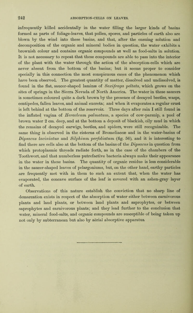 infrequently killed accidentally in the water filling the larger kinds of basins formed as parts of foliage-leaves, that pollen, spores, and particles of earth also are blown by the wind into these basins, and that, after the ensuing solution and decomposition of the organic and mineral bodies in question, the water exhibits a brownish colour and contains organic compounds as well as food-salts in solution. It is not necessary to repeat that these compounds are able to pass into the interior of the plant with the water through the action of the absorption-cells which are never absent from the bottom of the basins; but it seems proper to consider specially in this connection the most conspicuous cases of the phenomenon which have been observed. The greatest quantity of matter, dissolved and undissolved, is found in the flat, saucer-shaped laminae of Saxifraga peltata, which grows on the sites of springs in the Sierra Nevada of North America. The water in these saucers is sometimes coloured quite a dark brown by the presence of decayed beetles, wasps, centipedes, fallen leaves, and animal excreta; and when it evaporates a regular crust is left behind at the bottom of the reservoir. Three days after rain I still found in the inflated vagina of Heracleum palmatum, a species of cow-parsnip, a pool of brown water 2 cm. deep, and at the bottom a deposit of blackish, oily mud in which the remains of decayed earwigs, beetles, and spiders, were still recognizable. The same thing is observed in the cisterns of Bromeliacese and in the water-basins of Dipsacus laciniatus and Silphium perfoliatum (fig. 56), and it is interesting to find there are cells also at the bottom of the basins of the Dipsacus in question from which protoplasmic threads radiate forth, as in the case of the chambers of the Tooth wort, and that numberless putrefactive bacteria always make their appearance in the water in these basins. The quantity of organic residue is less considerable in the saucer-shaped leaves of pelargoniums, but, on the other hand, earthy particles are frequently met with in them to such an extent that, when the water has evaporated, the concave surface of the leaf is covered with an ashen-gray layer of earth. Observations of this nature establish the conviction that no sharp line of demarcation exists in respect of the absorption of water either between carnivorous plants and land plants, or between land plants and saprophytes, or between saprophytes and carnivorous plants; and they lead further to the conclusion that water, mineral food-salts, and organic compounds are susceptible of being taken up not only by subterranean but also by aerial absorptive apparatus.