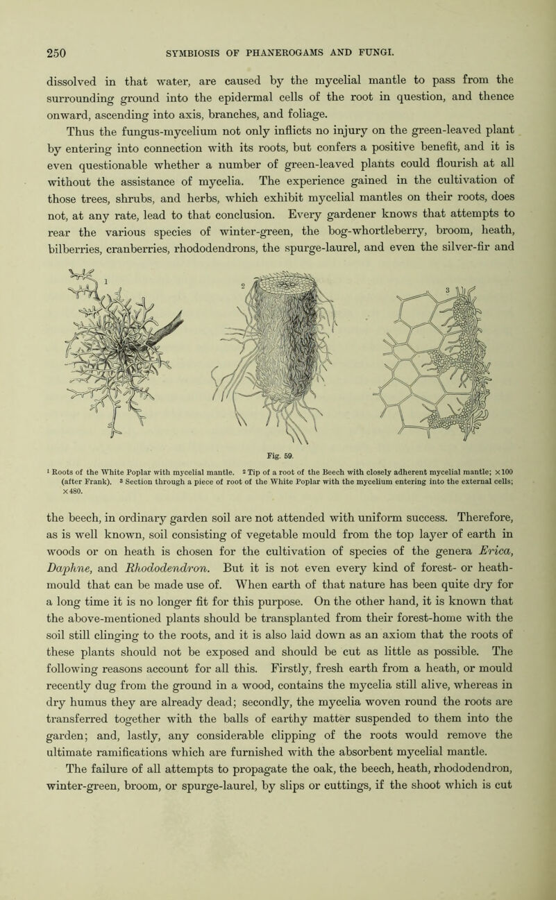 dissolved in that water, are caused by the mycelial mantle to pass from the surrounding ground into the epidermal cells of the root in question, and thence onward, ascending into axis, branches, and foliage. Thus the fungus-mycelium not only inflicts no injury on the green-leaved plant by entering into connection with its roots, but confers a positive benefit, and it is even questionable whether a number of green-leaved plants could flourish at all without the assistance of mycelia. The experience gained in the cultivation of those trees, shrubs, and herbs, which exhibit mycelial mantles on their roots, does not, at any rate, lead to that conclusion. Every gardener knows that attempts to rear the various species of winter-green, the bog-whortleberry, broom, heath, bilberries, cranberries, rhododendrons, the spurge-laurel, and even the silver-fir and Fig. 59. 1 Roots of the White Poplar with mycelial mantle. 2 Tip of a root of the Beech with closely adherent mycelial mantle; xlOO (after Frank). * Section through a piece of root of the White Poplar with the mycelium entering into the external cells; X480. the beech, in ordinary garden soil are not attended with uniform success. Therefore, as is well known, soil consisting of vegetable mould from the top layer of earth in woods or on heath is chosen for the cultivation of species of the genera Erica, Daphne, and Rhododendron. But it is not even every kind of forest- or heath- mould that can be made use of. When earth of that nature has been quite dry for a long time it is no longer fit for this purpose. On the other hand, it is known that the above-mentioned plants should be transplanted from their forest-home with the soil still clinging to the roots, and it is also laid down as an axiom that the roots of these plants should not be exposed and should be cut as little as possible. The following reasons account for all this. Firstly, fresh earth from a heath, or mould recently dug from the ground in a wood, contains the mycelia still alive, whereas in dry humus they are already dead; secondly, the mycelia woven round the roots are transferred together with the balls of earthy matter suspended to them into the garden; and, lastly, any considerable clipping of the roots would remove the ultimate ramifications which are furnished with the absorbent mycelial mantle. The failure of all attempts to propagate the oak, the beech, heath, rhododendron, winter-green, broom, or spurge-laurel, by slips or cuttings, if the shoot which is cut