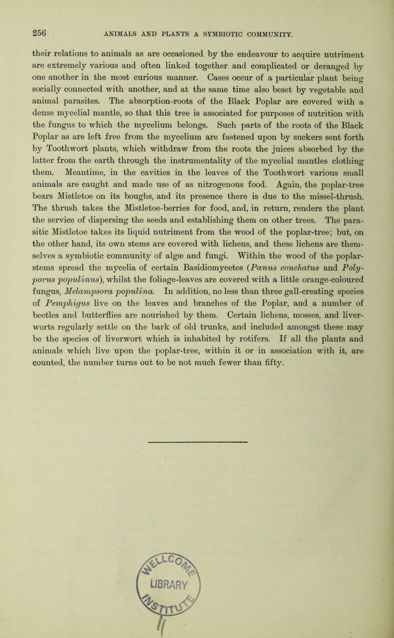 their relations to animals as are occasioned by the endeavour to acquire nutriment are extremely various and often linked together and complicated or deranged by one another in the most curious manner. Cases occur of a particular plant being socially connected with another, and at the same time also beset by vegetable and animal parasites. The absorption-roots of the Black Poplar are covered with a dense mycelial mantle, so that this tree is associated for purposes of nutrition with the fungus to which the mycelium belongs. Such parts of the roots of the Black Poplar as are left free from the mycelium are fastened upon by suckers sent forth by Toothwort plants, which withdraw from the roots the juices absorbed by the latter from the earth through the instrumentality of the mycelial mantles clothing them. Meantime, in the cavities in the leaves of the Toothwort various small animals are caught and made use of as nitrogenous food. Again, the poplar-tree bears Mistletoe on its boughs, and its presence there is due to the missel-thrush. The thrush takes the Mistletoe-berries for food, and, in return, renders the plant the service of dispersing the seeds and establishing them on other trees. The para- sitic Mistletoe takes its liquid nutriment from the wood of the poplar-tree; but, on the other hand, its own stems are covered with lichens, and these lichens are them- selves a symbiotic community of algae and fungi. Within the wood of the poplar- stems spread the mycelia of certain Basidiomycetes (Panus conchatus and Poly- porus populinus), whilst the foliage-leaves are covered with a little orange-coloured fungus, Melampsora populina. In addition, no less than three gall-creating species of Pemphigus live on the leaves and branches of the Poplar, and a number of beetles and butterflies are nourished by them. Certain lichens, mosses, and liver- worts regularly settle on the bark of old trunks, and included amongst these may be the species of liverwort which is inhabited by rotifers. If all the plants and animals which live upon the poplar-tree, within it or in association with it, are counted, the number turns out to be not much fewer than fifty. library