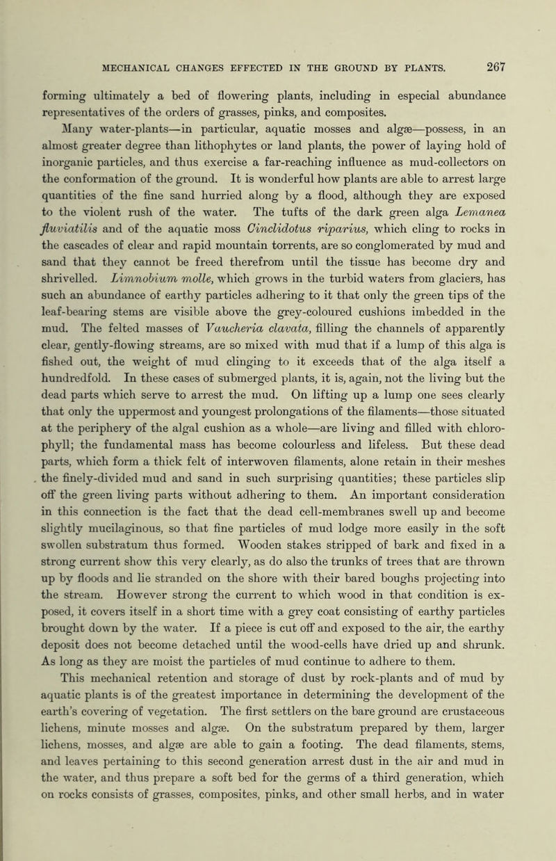 forming ultimately a bed of flowering plants, including in especial abundance representatives of the orders of grasses, pinks, and composites. Many water-plants—in particular, aquatic mosses and algae—possess, in an almost greater degree than lithophytes or land plants, the power of laying hold of inorganic particles, and thus exercise a far-reaching influence as mud-collectors on the conformation of the ground. It is wonderful how plants are able to arrest large quantities of the fine sand hurried along by a flood, although they are exposed to the violent rush of the water. The tufts of the dark green alga Lemanea fluviatilis and of the aquatic moss Cinclidotus riparius, which cling to rocks in the cascades of clear and rapid mountain torrents, are so conglomerated by mud and sand that they cannot be freed therefrom until the tissue has become dry and shrivelled. Limnobium molle, which grows in the turbid waters from glaciers, has such an abundance of earthy particles adhering to it that only the green tips of the leaf-bearing stems are visible above the grey-coloured cushions imbedded in the mud. The felted masses of Vaucheria clavata, filling the channels of apparently clear, gently-flowing streams, are so mixed with mud that if a lump of this alga is fished out, the weight of mud clinging to it exceeds that of the alga itself a hundredfold. In these cases of submerged plants, it is, again, not the living but the dead parts which serve to arrest the mud. On lifting up a lump one sees clearly that only the uppermost and youngest prolongations of the filaments—those situated at the periphery of the algal cushion as a whole—are living and filled with chloro- phyll; the fundamental mass has become colourless and lifeless. But these dead parts, which form a thick felt of interwoven filaments, alone retain in their meshes the finely-divided mud and sand in such surprising quantities; these particles slip off the green living parts without adhering to them. An important consideration in this connection is the fact that the dead cell-membranes swell up and become slightly mucilaginous, so that fine particles of mud lodge more easily in the soft swollen substratum thus formed. Wooden stakes stripped of bark and fixed in a strong current show this very clearly, as do also the trunks of trees that are thrown up by floods and lie stranded on the shore with their bared boughs projecting into the stream. However strong the current to which wood in that condition is ex- posed, it covers itself in a short time with a grey coat consisting of earthy particles brought down by the water. If a piece is cut off and exposed to the air, the earthy deposit does not become detached until the wood-cells have dried up and shrunk. As long as they are moist the particles of mud continue to adhere to them. This mechanical retention and storage of dust by rock-plants and of mud by aquatic plants is of the greatest importance in determining the development of the earth’s covering of vegetation. The first settlers on the bare ground are crustaceous lichens, minute mosses and algae. On the substratum prepared by them, larger lichens, mosses, and algae are able to gain a footing. The dead filaments, stems, and leaves pertaining to this second generation arrest dust in the air and mud in the water, and thus prepare a soft bed for the germs of a third generation, which on rocks consists of grasses, composites, pinks, and other small herbs, and in water