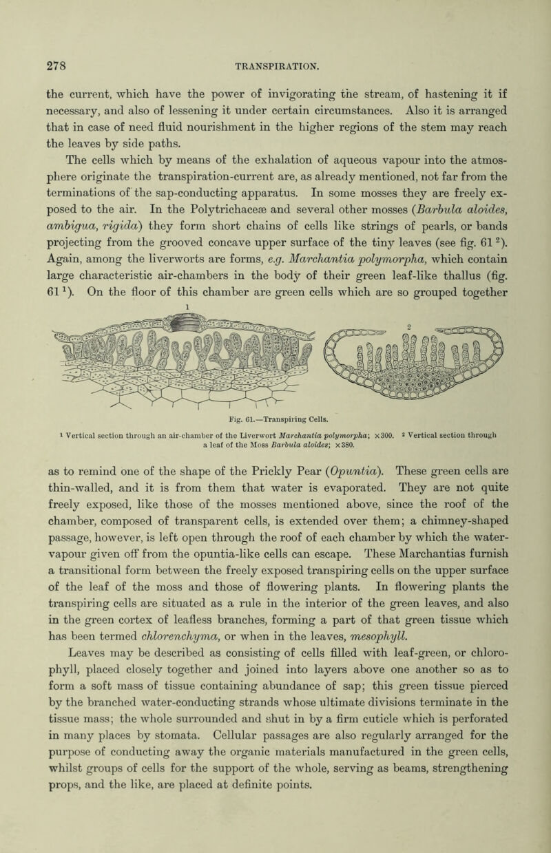 the current, which have the power of invigorating the stream, of hastening it if necessary, and also of lessening it under certain circumstances. Also it is arranged that in case of need fluid nourishment in the higher regions of the stem may reach the leaves by side paths. The cells which by means of the exhalation of aqueous vapour into the atmos- phere originate the transpiration-current are, as already mentioned, not far from the terminations of the sap-conducting apparatus. In some mosses they are freely ex- posed to the air. In the Polytrichaceae and several other mosses (Barbula aloides, ambigua, rigida) they form short chains of cells like strings of pearls, or bands projecting fi'om the grooved concave upper surface of the tiny leaves (see fig. 612). Again, among the liverworts are forms, e.g. Marchantia polymorpha, which contain large characteristic air-chambers in the body of their green leaf-like thallus (fig. 61a). On the floor of this chamber are green cells which are so grouped together i i Vertical section through an air-chamber of the Liverwort Marchantia polymorpha-, x300. 2 Vertical section through a leaf of the Moss Barbula aloides', x380. as to remind one of the shape of the Prickly Pear (Opuntia). These green cells are thin-walled, and it is from them that water is evaporated. They are not quite freely exposed, like those of the mosses mentioned above, since the roof of the chamber, composed of transparent cells, is extended over them; a chimney-shaped passage, however, is left open through the roof of each chamber by which the water- vapour given off from the opuntia-like cells can escape. These Marchantias furnish a transitional form between the freely exposed transpiring cells on the upper surface of the leaf of the moss and those of flowering plants. In flowering plants the transpiring cells are situated as a rule in the interior of the green leaves, and also in the green cortex of leafless branches, forming a part of that green tissue which has been termed chlorenchyma, or when in the leaves, mesophyll. Leaves may be described as consisting of cells filled with leaf-green, or chloro- phyll, placed closely together and joined into layers above one another so as to form a soft mass of tissue containing abundance of sap; this green tissue pierced by the branched water-conducting strands whose ultimate divisions terminate in the tissue mass; the whole surrounded and shut in by a firm cuticle which is perforated in many places by stomata. Cellular passages are also regularly arranged for the purpose of conducting away the organic materials manufactured in the green cells, whilst groups of cells for the support of the whole, serving as beams, strengthening props, and the like, are placed at definite points.