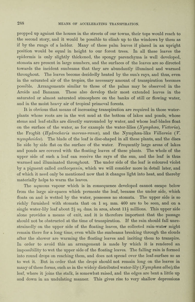 propped up against the houses in the streets of our towns, their tops would reach to the second story, and it would be possible to climb up to the windows by them as if by the rungs of a ladder. Many of these palm leaves if placed in an upright position would be equal in height to our forest trees. In all these leaves the epidermis is only slightly thickened, the spongy parenchyma is well developed, stomata are present in large numbers, and the surfaces of the leaves are so directed towards the incident sunbeams that they are abundantly illumined and warmed throughout. The leaves become decidedly heated by the sun’s rays, and thus, even in the saturated air of the tropics, the necessary amount of transpiration becomes possible. Arrangements similar to those of the palms may be observed in the Aroids and Bananas. These also develop their most extended leaves in the saturated or almost saturated atmosphere on the banks of still or flowing water, and in the moist heavy air of tropical primeval forests. It is obvious that means of increasing transpiration are required in those water- plants whose roots are in the wet mud at the bottom of lakes and ponds, whose stems and leaf-stalks are directly surrounded by water, and whose leaf-blades float on the surface of the water, as for example the water-lilies (Nymphcea, Victoria), the Frogbit (Hydrocharis morsus-rance), and the Nymphaea-like Villarsia (F. nymphoicles). The blade of the leaf is disc-shaped in all these plants, and the discs lie side by side flat on the surface of the water. Frequently large areas of lakes and ponds are covered with the floating leaves of these plants. The whole of the upper side of such a leaf can receive the rays of the sun, and the leaf is thus warmed and illuminated throughout. The under side of the leaf is coloured violet by a pigment called anthocyanin, which we will consider more in detail later, and of which it need only be mentioned now that it changes light into heat, and thereby materially helps to warm the leaves. The aqueous vapour which is in consequence developed cannot escape below from the large air-spaces which permeate the leaf, because the under side, which floats on and is wetted by the water, possesses no stomata. The upper side is so richly furnished with stomata that on 1 sq. mm. 460 are to be seen, and on a single water-lily leaf about 2| sq. dms. in area, about 11| millions. This upper side alone provides a means of exit, and it is therefore important that the passage should not be obstructed at the time of transpiration. If the rain should fall unre- strainedly on the upper side of the floating leaves, the collected rain-water might remain there for a long time, even while the sunbeams breaking through the clouds after the shower are warming the floating leaves and inciting them to transpire. In order to avoid this an arrangement is made by which it is rendered an impossibility to wet the upper side of the floating leaves. The falling rain is formed into round drops on reaching them, and does not spread over the leaf-surface so as to wet it. But in order that the drops should not remain long on the leaves in many of these forms, such as in the widely distributed water-lily (Nymphcea alba), the leaf, where it joins the stalk, is somewhat raised, and the edges are bent a little up and down in an undulating manner. This gives rise to very shallow depressions