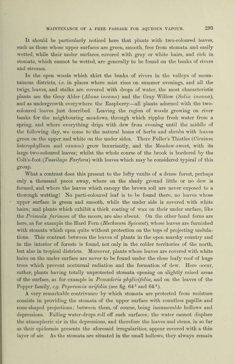 It should be particularly noticed here that plants with two-coloured leaves, such as those whose upper surfaces are green, smooth, free from stomata and easily wetted, while their under surfaces, covered with gray or white hairs, and rich in stomata, which cannot be wetted, are generally to be found on the banks of rivers and streams. In the open woods which skirt the banks of rivers in the valleys of moun- tainous districts, i.e. in places where mist rises on summer evenings, and all the twigs, leaves, and stalks are covered with drops of water, the most characteristic plants are the Gray Alder (Alnus incana) and the Gray Willow (Salicc incana), and as undergrowth everywhere the Kaspberry—all plants adorned with the two- coloured leaves just described. Leaving the region of woods growing on river banks for the neighbouring meadows, through which ripples fresh water from a spring, and where everything drips with dew from evening until the middle of the following day, we come to the natural home of herbs and shrubs with leaves green on the upper and white on the under sides. There Fuller’s Thistles (Cirsium heterophyllum and canum) grow luxuriantly, and the Meadow-sweet, with its large two-coloured leaves; whilst the whole course of the brook is bordered by the Colt’s-foot (Tussilago Farfara) with leaves which may be considered typical of this group. What a contrast does this present to the lofty vaults of a dense forest, perhaps only a thousand paces away, where on the shady ground little or no dew is formed, and where the leaves which canopy the brown soil are never exposed to a thorough wetting! No parti-coloured leaf is to be found there, no leaves whose upper surface is green and smooth, while the under side is covered with white hairs; and plants which exhibit a thick coating of wax on their under surface, like the Primula farinosa of the moors, are also absent. On the other hand ferns are here, as for example the Hard Fern (Blechnum Spicant), whose leaves are furnished with stomata which open quite without protection on the tops of projecting undula- tions. This contrast between the leaves of plants in the open marshy country and in the interior of forests is found, not only in the colder territories of the north, but also in tropical districts. Moreover, plants whose leaves are covered with white hairs on the under surface are never to be found under the close leafy roof of huge trees which prevent nocturnal radiation and the formation of dew. Here occur, rather, plants having totally unprotected stomata opening on slightly raised areas of the surface, as for example in Pomaderis phylicifolia, and on the leaves of the Pepper family, e.g. Peperomia arifolia (see fig. 64 s and 64 4). A very remarkable contrivance by which stomata are protected from moisture consists in providing the stomata of the upper surface with countless papillae and cone-shaped projections; between them, of course, being innumerable hollows and depressions. Falling water-drops roll oft’ such surfaces; the water cannot displace the atmospheric air in the depressions, and therefore the leaves and stems, in so far as their epidermis presents the aforesaid irregularities, appear covered with a thin layer of air. As the stomata are situated in the small hollows, they always remain
