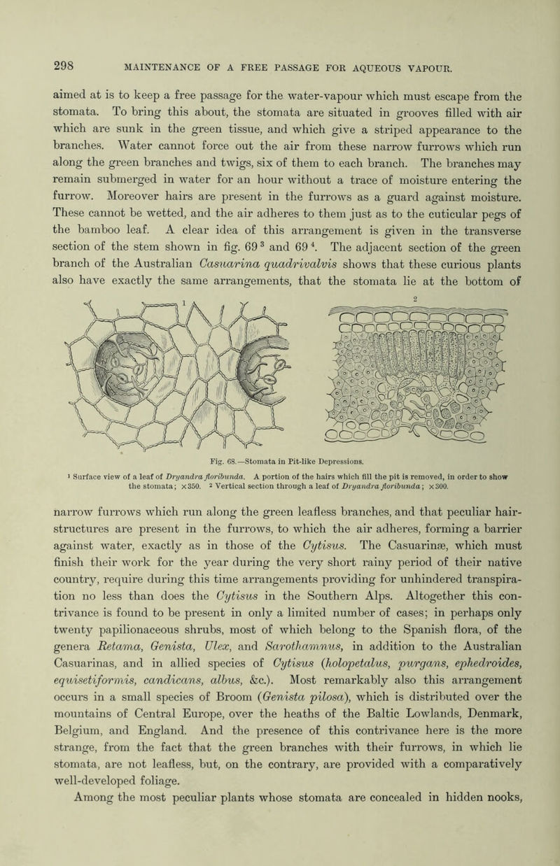 aimed at is to keep a free passage for the water-vapour which must escape from the stomata. To bring this about, the stomata are situated in grooves filled with air which are sunk in the green tissue, and which give a striped appearance to the branches. Water cannot force out the air from these narrow furrows which run along the green branches and twigs, six of them to each branch. The branches may- remain submerged in water for an hour without a trace of moisture entering the furrow. Moreover hairs are present in the furrows as a guard against moisture. These cannot be wetted, and the air adheres to them just as to the cuticular pegs of the bamboo leaf. A clear idea of this arrangement is given in the transverse section of the stem shown in fig. 69 3 and 69 4. The adjacent section of the green branch of the Australian Casuarina quadrivalvis shows that these curious plants also have exactly the same arrangements, that the stomata lie at the bottom of 2 Fig. 68 —Stomata in Pit-like Depressions. 1 Surface view of a leaf of Dryandra Jloribunda. A portion of the hairs which fill the pit is removed, in order to show the stomata; x350. 2 Vertical section through a leaf of Dryandra Jloribunda; x300. narrow furrows which run along the green leafless branches, and that peculiar hair- structures are present in the furrows, to which the air adheres, forming a barrier against water, exactly as in those of the Gytisus. The Casuarinse, which must finish their work for the year during the very short rainy period of their native country, require during this time arrangements providing for unhindered transpira- tion no less than does the Cytisus in the Southern Alps. Altogether this con- trivance is found to be present in only a limited number of cases; in perhaps only twenty papilionaceous shrubs, most of which belong to the Spanish flora, of the genera Retama, Genista, Ulex, and Sarothamnus, in addition to the Australian Casuarinas, and in allied species of Cytisus (holopetalus, purgans, ephedroides, equisetiformis, candicans, albus, &c.). Most remarkably also this arrangement occurs in a small species of Broom (Genista pilosa), which is distributed over the mountains of Central Europe, over the heaths of the Baltic Lowlands, Denmark, Belgium, and England. And the presence of this contrivance here is the more strange, from the fact that the green branches with their furrows, in which lie stomata, are not leafless, but, on the contrary, are provided with a comparatively well-developed foliage. Among the most peculiar plants whose stomata are concealed in hidden nooks,