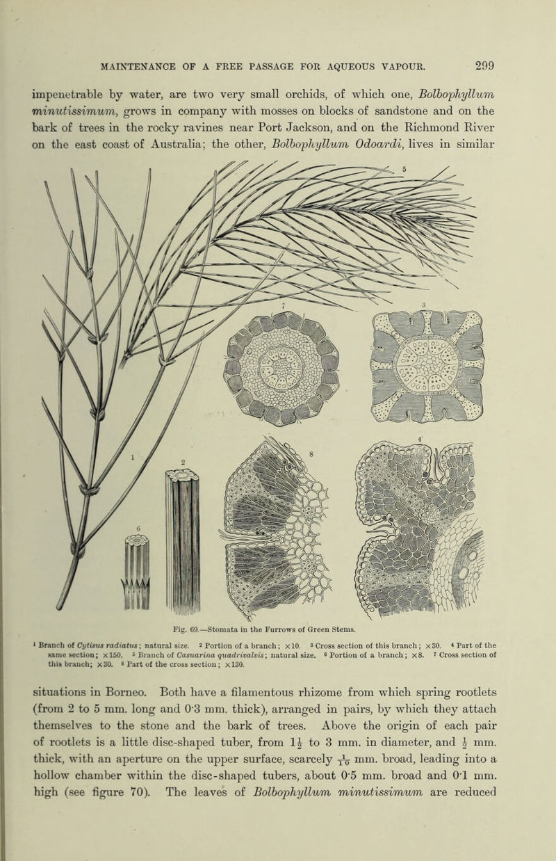 impenetrable by water, are two very small orchids, of which one, Bolbophyllum minutissimum, grows in company with mosses on blocks of sandstone and on the bark of trees in the rocky ravines near Port Jackson, and on the Richmond River on the east coast of Australia; the other, Bolbophyllum Odoardi, lives in similar Fig. 69.—Stomata in the Furrows of Green Stems. 1 Branch of Cytisus radiatus-, natural size. 7 Portion of a branch; xlO. 3 Cross section of this branch; x30. « Part of the same section; xl50. 5 Branch of Camarilla quadrivalvis; natural size. 6 Portion of a branch; x8. 7 Cross section of this branch; x30. 8 Part of the cross section; x!30. situations in Borneo. Both have a filamentous rhizome from which spring rootlets (from 2 to 5 mm. long and 0'3 mm. thick), arranged in pairs, by which they attach themselves to the stone and the bark of trees. Above the origin of each pair of rootlets is a little disc-shaped tuber, from to 3 mm. in diameter, and £ mm. thick, with an aperture on the upper surface, scarcely XV mm. broad, leading into a hollow chamber within the disc-shaped tubers, about 05 mm. broad and 0T mm. high (see figure 70). The leaves of Bolbophyllum minutissimum are reduced