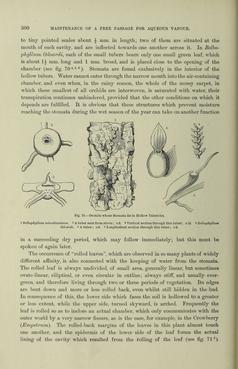 to tiny pointed scales about \ mm. in length; two of them are situated at the mouth of each cavity, and are inflected towards one another across it. In Bolbo- pliyllum Ocloardi, each of the small tubers hears only one small green leaf, which is about 1| mm. long and 1 mm. broad, and is placed close to the opening of the chamber (see fig. 704’5-6 ). Stomata are found exclusively in the interior of the hollow tubers. Water cannot enter through the narrow mouth into the air-containing chamber, and even when, in the rainy season, the whole of the mossy carpet, in which these smallest of all orchids are interwoven, is saturated with water, their transpiration continues unhindered, provided that the other conditions on which it depends are fulfilled. It is obvious that these structures which prevent moisture reaching the stomata during the wet season of the year can take on another function i Fig. 70.—Orchids whose Stomata lie in Hollow Tubercles. i Bolbophyllum minutissimum. 2 A tuber seen from above; x8. 3 Vertical section through this tuber; xl5. * Bolbophyllum Odoardi. 6 A tuber; x6. 6 Longitudinal section through this tuber; x6. in a succeeding dry period, which may follow immediately; but this must be spoken of again later. The occurrence of “rolled leaves”, which are observed in so many plants of widely different affinity, is also connected with the keeping of water from the stomata. The rolled leaf is always undivided, of small area, generally linear, but sometimes ovate-linear, elliptical, or even circular in outline; always stiff, and usually ever- green, and therefore living through two or three periods of vegetation. Its edges are bent down and more or less rolled back, even whilst still hidden in the bud. In consequence of this, the lower side which faces the soil is hollowed to a greater or less extent, while the upper side, turned skyward, is arched. Frequently the leaf is rolled so as to inclose an actual chamber, which only communicates with the outer world by a very narrow fissure, as is the case, for example, in the Crowberry (Empetrum). The rolled-back margins of the leaves in this plant almost touch one another, and the epidermis of the lower side of the leaf forms the actual lining of the cavity which resulted from the rolling of the leaf (see fig. 712).