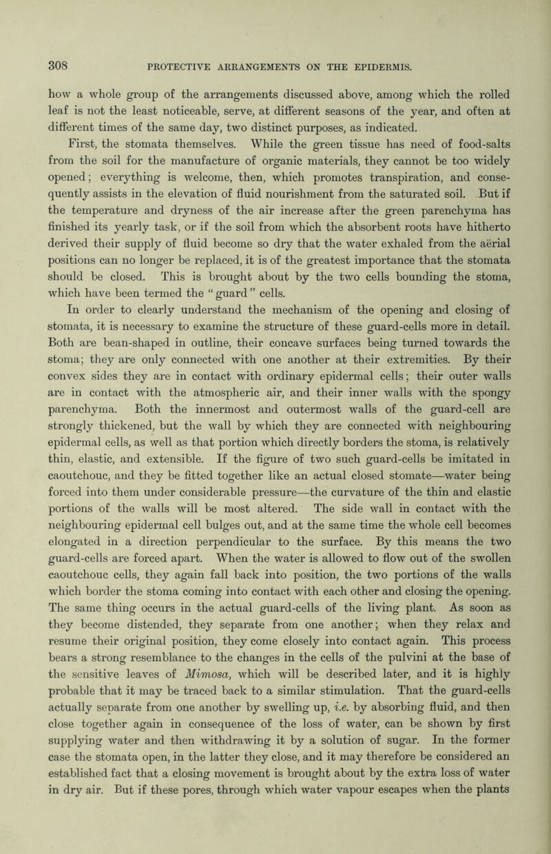 how a whole group of the arrangements discussed above, among which the rolled leaf is not the least noticeable, serve, at different seasons of the year, and often at different times of the same day, two distinct purposes, as indicated. First, the stomata themselves. While the green tissue has need of food-salts from the soil for the manufacture of organic materials, they cannot be too widely opened; everything is welcome, then, which promotes transpiration, and conse- quently assists in the elevation of fluid nourishment from the saturated soil. But if the temperature and dryness of the air increase after the green parenchyma has finished its yearly task, or if the soil from which the absorbent roots have hitherto derived their supply of fluid become so dry that the water exhaled from the aerial positions can no longer be replaced, it is of the greatest importance that the stomata should be closed. This is brought about by the two cells bounding the stoma, which have been termed the “ guard ” cells. In order to clearly understand the mechanism of the opening and closing of stomata, it is necessary to examine the structure of these guard-cells more in detail. Both are bean-shaped in outline, their concave surfaces being turned towards the stoma; they are only connected with one another at their extremities. By their convex sides they are in contact with ordinary epidermal cells; their outer walls are in contact with the atmospheric air, and their inner walls with the spongy parenchyma. Both the innermost and outermost walls of the guard-cell are strongly thickened, but the wall by which they are connected with neighbouring epidermal cells, as well as that portion which directly borders the stoma, is relatively thin, elastic, and extensible. If the figure of two such guard-cells be imitated in caoutchouc, and they be fitted together like an actual closed stomate—water being forced into them under considerable pressure—the curvature of the thin and elastic portions of the walls will be most altered. The side wall in contact with the neighbouring epidermal cell bulges out, and at the same time the whole cell becomes elongated in a direction perpendicular to the surface. By this means the two guard-cells are forced apart. When the water is allowed to flow out of the swollen caoutchouc cells, they again fall back into position, the two portions of the walls which border the stoma coming into contact with each other and closing the opening. The same thing occurs in the actual guard-cells of the living plant. As soon as they become distended, they separate from one another; when they relax and resume their original position, they come closely into contact again. This process bears a strong resemblance to the changes in the cells of the pulvini at the base of the sensitive leaves of Mimosa, which will be described later, and it is highly probable that it may be traced back to a similar stimulation. That the guard-cells actually separate from one another by swelling up, i.e. by absorbing fluid, and then close together again in consequence of the loss of water, can be shown by first supplying water and then withdrawing it by a solution of sugar. In the former case the stomata open, in the latter they close, and it may therefore be considered an established fact that a closing movement is brought about by the extra loss of water in dry air. But if these pores, through which water vapour escapes when the plants