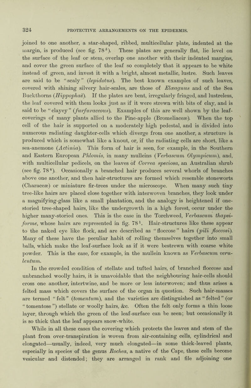 joined to one another, a star-shaped, ribbed, multicellular plate, indented at the margin, is produced (see fig. 785). These plates are generally flat, lie level on the surface of the leaf or stem, overlap one another with their indented margins, and cover the green surface of the leaf so completely that it appears to be white instead of green, and invest it with a bright, almost metallic, lustre. Such leaves are said to be “ scaly ” (lepidotus). The best known examples of such leaves, covered with shining silvery hair-scales, are those of JSlceagnus and of the Sea Buckthorns (Hippophae). If the plates are bent, irregularly fringed, and lustreless, the leaf covered with them looks just as if it were strewn with bits of clay, and is said to be “ clayey ” (furfuraceous). Examples of this are well shown by the leaf- coverings of many plants allied to the Pine-apple (Bromeliaeeas). When the top cell of the hair is supported on a moderately high pedestal, and is divided into numerous radiating daughter-cells which diverge from one another, a structure is produced which is somewhat like a knout, or, if the radiating cells are short, like a sea-anemone (Actinia). This form of hair is seen, for example, in the Southern and Eastern European Phlomis, in many mulleins (Verbascum Olympicum), and, with multicellular pedicels, on the leaves of Correa speciosa, an Australian shrub (see fig. 784). Occasionally a branched hair produces several whorls of branches above one another, and then hair-structures are formed which resemble stoneworts (Characeae) or miniature fir-trees under the microscope. When many such tiny tree-like hairs are placed close together with interwoven branches, they look under a magnifying-glass like a small plantation, and the analogy is heightened if one- storied tree-shaped hairs, like the undergrowth in a high forest, occur under the higher many-storied ones. This is the case in the Torchweed, Verbascum thapsi- forme, whose hairs are represented in fig. 78 h Hair-structures like these appear to the naked eye like flock, and are described as “ floccose ” hairs (pili jloccosi). Many of these have the peculiar habit of rolling themselves together into small balls, which make the leaf-surface look as if it were bestrewn with coarse white powder. This is the case, for example, in the mullein known as Verbascum veru- lentum. In the crowded condition of stellate and tufted hairs, of branched floccose and unbranched woolly hairs, it is unavoidable that the neighbouring hair-cells should cross one another, intertwine, and be more or less interwoven; and thus arises a felted mass which covers the surface of the organ in question. Such hair-masses are termed “ felt ” (tomentum), and the varieties are distinguished as “ felted ” (or “ tomentose ”) stellate or woolly hairs, &c. Often the felt only forms a thin loose layer, through which the green of the leaf-surface can be seen; but occasionally it is so thick that the leaf appears snow-white. While in all these cases the covering which protects the leaves and stem of the plant from over-transpiration is woven from air-containing cells, cylindrical and elongated—usually, indeed, very much elongated—in some thick-leaved plants, especially in species of the genus Rochea, a native of the Cape, these cells become vesicular and distended; they are arranged in rank and file adjoining one