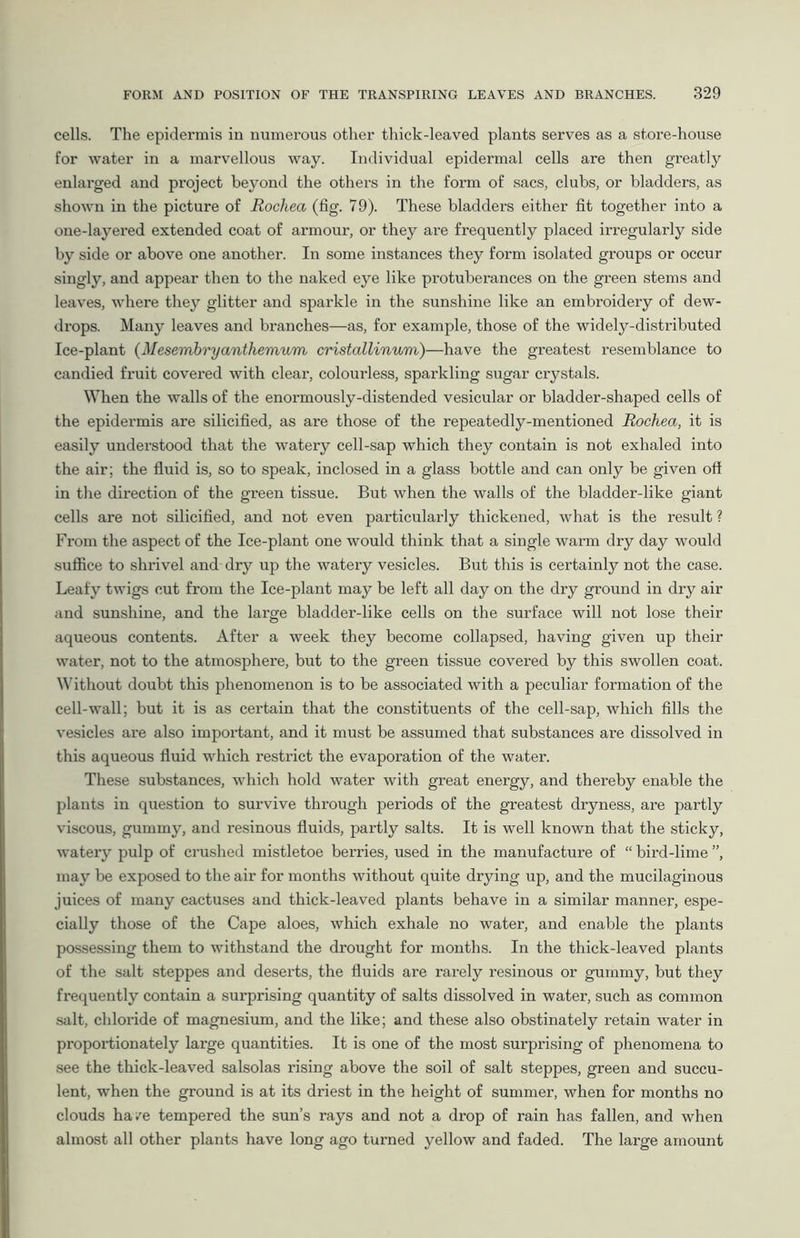 cells. The epidermis in numerous other thick-leaved plants serves as a store-house for water in a marvellous way. Individual epidermal cells are then greatly enlarged and project beyond the others in the form of sacs, clubs, or bladders, as shown in the picture of Rochea (fig. 79). These bladders either fit together into a one-layered extended coat of armour, or they are frequently placed irregularly side by side or above one another. In some instances they form isolated groups or occur singly, and appear then to the naked eye like protuberances on the green stems and leaves, where they glitter and sparkle in the sunshine like an embroidery of dew- drops. Many leaves and branches—as, for example, those of the widely-distributed Ice-plant (Mesembryanthemum cristallinum)—have the greatest resemblance to candied fruit covered with clear, colourless, sparkling sugar crystals. When the walls of the enormously-distended vesicular or bladder-shaped cells of the epidermis are silicified, as are those of the repeatedly-mentioned Rochea, it is easily understood that the watery cell-sap which they contain is not exhaled into the air; the fluid is, so to speak, inclosed in a glass bottle and can only be given ott in the direction of the green tissue. But when the walls of the bladder-like giant cells are not silicified, and not even particularly thickened, what is the result ? From the aspect of the Ice-plant one would think that a single warm dry day would suffice to shrivel and dry up the watery vesicles. But this is certainly not the case. Leafy twigs cut from the Ice-plant may be left all day on the dry ground in dry air and sunshine, and the large bladder-like cells on the surface will not lose their aqueous contents. After a week they become collapsed, having given up their water, not to the atmosphere, but to the green tissue covered by this swollen coat. Without doubt this phenomenon is to be associated with a peculiar formation of the cell-wall; but it is as certain that the constituents of the cell-sap, which fills the vesicles are also important, and it must be assumed that substances are dissolved in this aqueous fluid which restrict the evaporation of the water. These substances, which hold water with great energy, and thereby enable the plants in question to survive through periods of the greatest dryness, are partly viscous, gummy, and resinous fluids, partly salts. It is well known that the sticky, watery pulp of crushed mistletoe berries, used in the manufacture of “ bird-lime ”, may be exposed to the air for months without quite drying up, and the mucilaginous juices of many cactuses and thick-leaved plants behave in a similar manner, espe- cially those of the Cape aloes, which exhale no water, and enable the plants possessing them to withstand the drought for months. In the thick-leaved plants of the salt steppes and deserts, the fluids are rarely resinous or gummy, but they frequently contain a surprising quantity of salts dissolved in water, such as common salt, chloride of magnesium, and the like; and these also obstinately retain water in proportionately large quantities. It is one of the most surprising of phenomena to see the thick-leaved salsolas rising above the soil of salt steppes, green and succu- lent, when the ground is at its driest in the height of summer, when for months no clouds ha /e tempered the sun’s rays and not a drop of rain has fallen, and when almost all other plants have long ago turned yellow and faded. The large amount