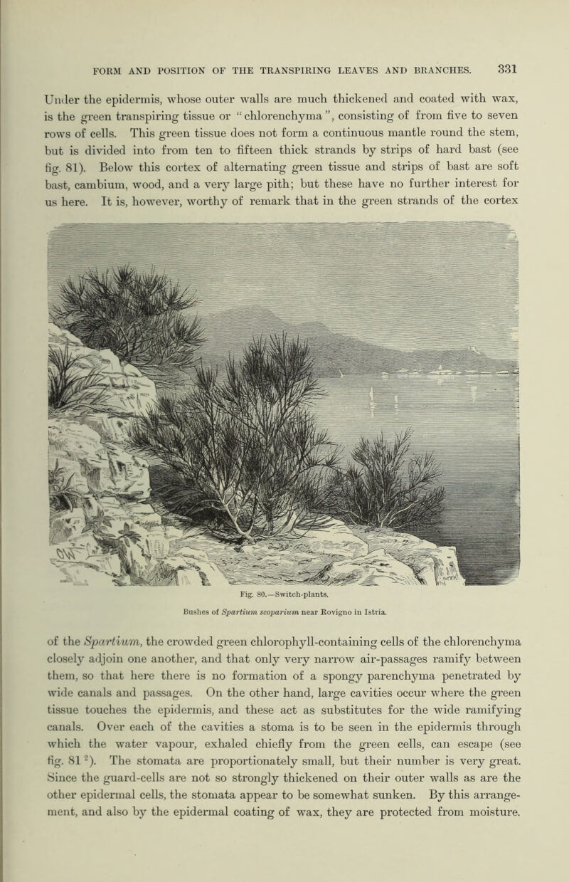 Under the epidermis, whose outer walls are much thickened and coated with wax, is the green transpiring tissue or “ chlorenchyma ”, consisting of from five to seven rows of cells. This green tissue does not form a continuous mantle round the stem, but is divided into from ten to fifteen thick strands by strips of hard bast (see fia. 81). Below this cortex of alternating green tissue and strips of bast are soft bast, cambium, wood, and a very large pith; but these have no further interest for us here. It is, however, worthy of remark that in the green strands of the cortex Fig. 80.—Switch-plants. Bushes of Spartium scoparium near Rovigno in Istria. of the Spartium, the crowded green chlorophyll-containing cells of the chlorenchyma closely adjoin one another, and that only very narrow air-passages ramify between them, so that here there is no formation of a spongy parenchyma penetrated by wide canals and passages. On the other hand, large cavities occur where the green tissue touches the epidermis, and these act as substitutes for the wide ramifying canals. Over each of the cavities a stoma is to be seen in the epidermis through which the water vapour, exhaled chiefly from the green cells, can escape (see fig. 812). The stomata are proportionately small, but their number is very great. Since the guard-cells are not so strongly thickened on their outer walls as are the other epidermal cells, the stomata appear to be somewhat sunken. By this aiTange- ment, and also by the epidermal coating of wax, they are protected from moisture.