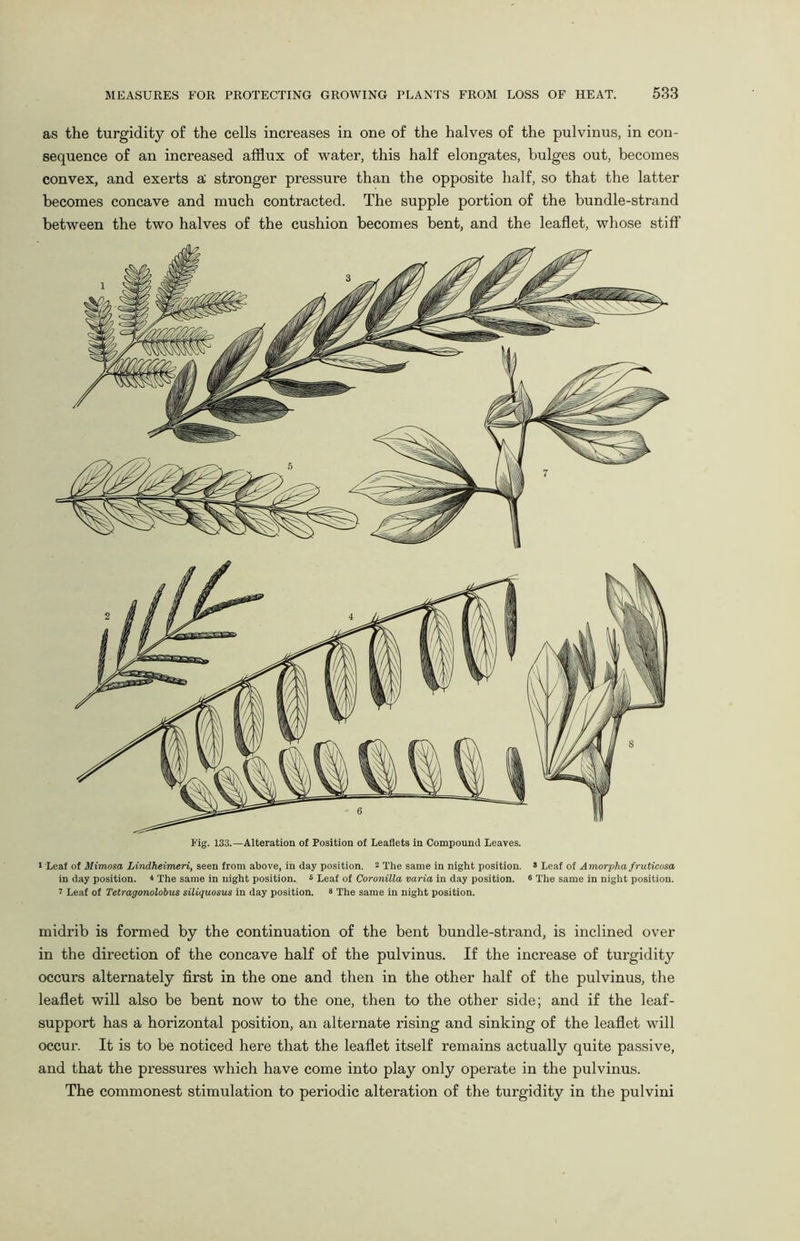 as the turgidity of the cells increases in one of the halves of the pulvinus, in con- sequence of an increased afflux of water, this half elongates, bulges out, becomes convex, and exerts a; stronger pressure than the opposite half, so that the latter becomes concave and much contracted. The supple portion of the bundle-strand between the two halves of the cushion becomes bent, and the leaflet, whose stiff Fig. 133.—Alteration of Position of Leaflets in Compound Leaves. 1 Leaf of Mimosa Lindheimeri, seen from above, in day position. 2 The same in night position. » Leaf of Amorplia fruticosa in day position. * The same in night position. 6 Leaf of Coronilla varia in day position. 6 The same in night position. i Leaf of Tetragonolobus siliquosus in day position. 2 The same in night position. midrib is formed by the continuation of the bent bundle-strand, is inclined over in the direction of the concave half of the pulvinus. If the increase of turgidity occurs alternately first in the one and then in the other half of the pulvinus, the leaflet will also be bent now to the one, then to the other side; and if the leaf- support has a horizontal position, an alternate rising and sinking of the leaflet will occur. It is to be noticed here that the leaflet itself remains actually quite passive, and that the pressures which have come into play only operate in the pulvinus. The commonest stimulation to periodic alteration of the turgidity in the pulvini