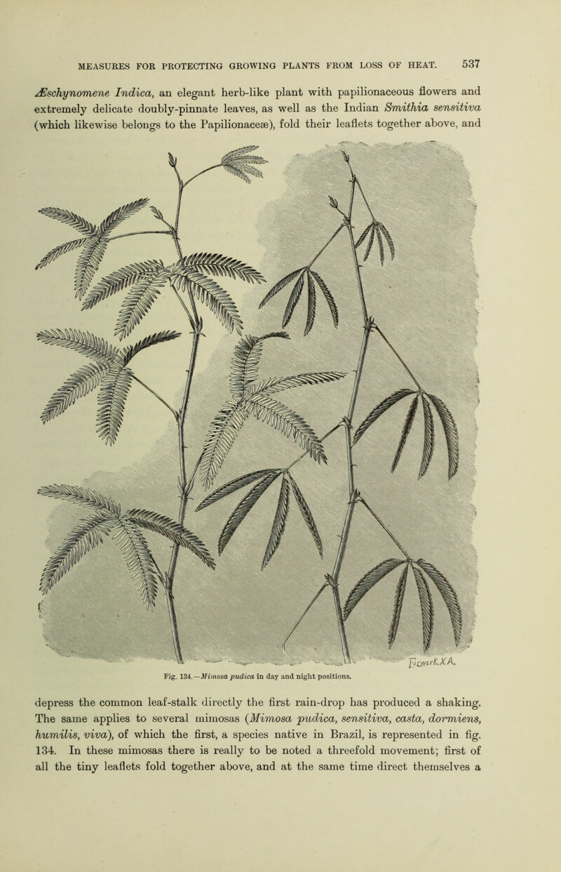 ^Eschynomene Indica, an elegant herb-like plant with papilionaceous flowers and extremely delicate doubly-pinnate leaves, as well as the Indian Smithia sensitiva (which likewise belongs to the Papilionacese), fold their leaflets together above, and Fig. 134.— Mimosa pudica in day and night positions. depress the common leaf-stalk directly the first rain-drop has produced a shaking. The same applies to several mimosas (Mimosa pudica, sensitiva, casta, dormiens, humilis, viva), of which the first, a species native in Brazil, is represented in fig. 134. In these mimosas there is really to be noted a threefold movement; first of all the tiny leaflets fold together above, and at the same time direct themselves a