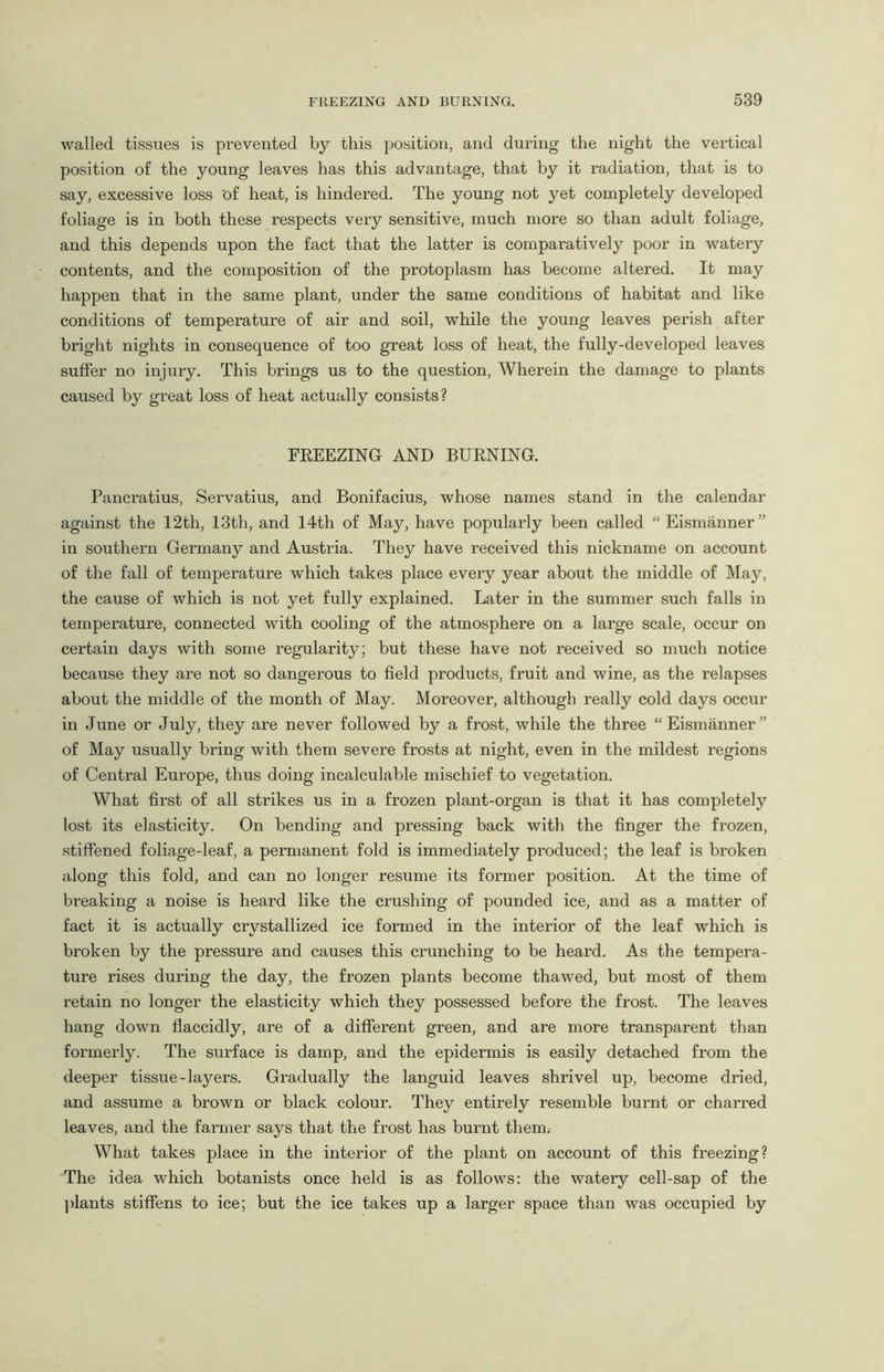 walled tissues is prevented by this position, and during the night the vertical position of the young leaves has this advantage, that by it radiation, that is to say, excessive loss of heat, is hindered. The young not yet completely developed foliage is in both these respects very sensitive, much more so than adult foliage, and this depends upon the fact that the latter is comparatively poor in watery contents, and the composition of the protoplasm has become altered. It may happen that in the same plant, under the same conditions of habitat and like conditions of temperature of air and soil, while the young leaves perish after bright nights in consequence of too great loss of heat, the fully-developed leaves suffer no injury. This brings us to the question, Wherein the damage to plants caused by great loss of heat actually consists? FREEZING AND BURNING. Pancratius, Servatius, and Bonifacius, whose names stand in the calendar against the 12th, 13th, and 14th of May, have popularly been called “ Eismanner” in southern Germany and Austria. They have received this nickname on account of the fall of temperature which takes place every year about the middle of May, the cause of which is not yet fully explained. Later in the summer such falls in temperature, connected with cooling of the atmosphere on a large scale, occur on certain days with some regularity; but these have not received so much notice because they are not so dangerous to field products, fruit and wine, as the relapses about the middle of the month of May. Moreover, although really cold days occur in June or July, they are never followed by a frost, while the three “Eismanner” of May usually bring with them severe frosts at night, even in the mildest regions of Central Eui’ope, thus doing incalculable mischief to vegetation. What first of all strikes us in a frozen plant-organ is that it has completely lost its elasticity. On bending and pressing back with the finger the frozen, stiffened foliage-leaf, a permanent fold is immediately produced; the leaf is broken along this fold, and can no longer resume its former position. At the time of breaking a noise is heard like the crushing of pounded ice, and as a matter of fact it is actually crystallized ice formed in the interior of the leaf which is broken by the pressure and causes this crunching to be heard. As the tempera- ture rises during the day, the frozen plants become thawed, but most of them retain no longer the elasticity which they possessed before the frost. The leaves hang down flaccidly, are of a different green, and are more transparent than formerly. The surface is damp, and the epidermis is easily detached from the deeper tissue-layers. Gradually the languid leaves shrivel up, become dried, and assume a brown or black colour. They entirely resemble burnt or charred leaves, and the farmer says that the frost has burnt them. What takes place in the interior of the plant on account of this freezing? The idea which botanists once held is as follows: the watery cell-sap of the plants stiffens to ice; but the ice takes up a larger space than was occupied by