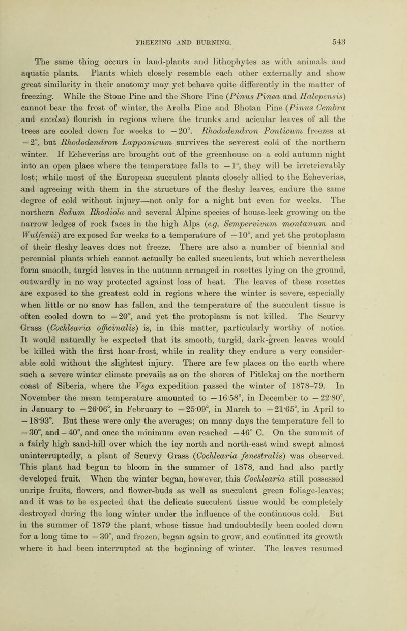 The same thing occurs in land-plants and lithophytes as with animals and aquatic plants. Plants which closely resemble each other externally and show great similarity in their anatomy may yet behave quite differently in the matter of freezing. While the Stone Pine and the Shore Pine (Pinus Pinea and Halepensis) cannot bear the frost of winter, the Arolla Pine and Bhotan Pine (Pinus Cernbra and excelsa) flourish in regions where the trunks and acicular leaves of all the trees are cooled down for weeks to — 20°. Rhododendron Ponticum freezes at — 2°, but Rhododendron Lapponicum survives the severest cold of the northern winter. If Echeverias are brought out of the greenhouse on a cold autumn night into an open place where the temperature falls to —1°, they will be irretrievably lost; while most of the European succulent plants closely allied to the Echevei-ias, and agreeing with them in the structure of the fleshy leaves, endure the same degree of cold without injury—not only for a night but even for weeks. The northern Sedum Rhodiola and several Alpine species of house-leek growing on the narrow ledges of rock faces in the high Alps (e.g. Sempervivum montanum and Wulfenii) are exposed for weeks to a temperature of —10°, and yet the protoplasm of their fleshy leaves does not freeze. There are also a number of biennial and perennial plants which cannot actually be called succulents, but which nevertheless form smooth, turgid leaves in the autumn arranged in rosettes lying on the ground, outwardly in no way protected against loss of heat. The leaves of these rosettes are exposed to the greatest cold in regions where the winter is severe, especially when little or no snow has fallen, and the temperature of the succulent tissue is often cooled down to —20°, and yet the protoplasm is not killed. The Scurvy Grass (Cochlearia officinalis) is, in this matter, particularly worthy of notice. It would naturally be expected that its smooth, turgid, dark-green leaves would be killed with the first hoar-frost, while in reality they endure a very consider- able cold without the slightest injury. There are few places on the earth where such a severe winter climate prevails as on the shores of Pitlekaj on the northern coast of Siberia, where the Vega expedition passed the winter of 1878-79. In November the mean temperature amounted to —16'58°, in December to — 22’80°, in January to — 26‘06°, in February to — 25’09°, in March to — 21'65°, in April to —18'93°. But these were only the averages; on many days the temperature fell to — 30°, and - 40°, and once the minimum even reached — 46° C. On the summit of a fairly high sand-hill over which the icy north and north-east wind swept almost uninterruptedly, a plant of Scurvy Grass (Cochlearia fenestralis) was observed. This plant had begun to bloom in the summer of 1878, and had also partly developed fruit. When the winter began, however, this Cochlearia still possessed unripe fruits, flowers, and flower-buds as well as succulent green foliage-leaves; and it was to be expected that the delicate succulent tissue would be completely destroyed during the long winter under the influence of the continuous cold. But in the summer of 1879 the plant, whose tissue had undoubtedly been cooled down for a long time to — 30°, and frozen, began again to grow, and continued its growth where it had been interrupted at the beginning of winter. The leaves resumed