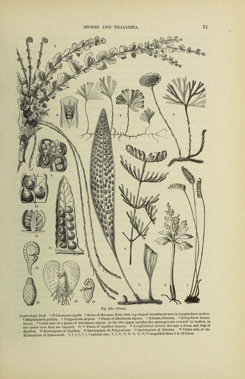 Fig. 189.—Ferns. Nephrolepis Duffl. 2 Trichomanes Lyelli. 3 Sorus of the same Fern with cup-shaped investment seen in longitudinal sectiou. 4 Rhipidopteris peltata. $ Polypodium serpens. 6 Pinna of Gleichenia alpina. T Schizxa fistulosa. 8 Dotrychium lanceo- latum 8 Under side of a pinna of Gleichenia alpina; in the two upper cavities the sporangia are covered by leaflets, in the under ones they are exposed. i«, n Pinna of Cyathea elegans. ™ Longitudinal section through a Sorus and Cup of Cyathea w Sporangium of Cyathea. « Sporaugium of Polypodium. 15 Sporangium of Schizma. 16 Under side of the Prothallium of Spleenwort. i, 2, *, «, », 8 natural size; 8, \ w. >2. 13. “ 15, 16 magnified from 5 to 20 times.