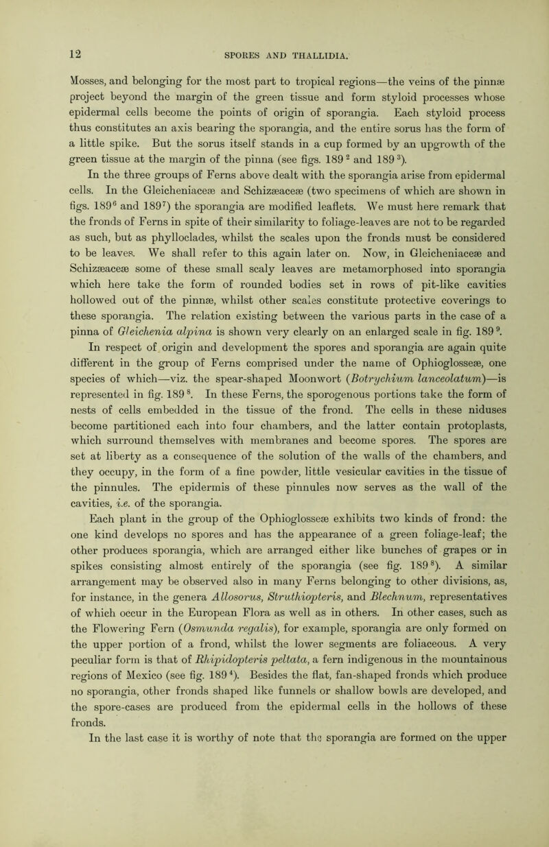 Mosses, and belonging for the most part to tropical regions—the veins of the pinnae project beyond the margin of the green tissue and form styloid processes whose epidermal cells become the points of origin of sporangia. Each styloid process thus constitutes an axis bearing the sporangia, and the entire sorus has the form of a little spike. But the sorus itself stands in a cup formed by an upgrowth of the green tissue at the margin of the pinna (see figs. 189 2 and 1893). In the three groups of Ferns above dealt with the sporangia arise from epidermal cells. In the Gleicheniacese and Schizteaceae (two specimens of which are shown in figs. 1896 and 1897) the sporangia are modified leaflets. We must here remark that the fronds of Ferns in spite of their similarity to foliage-leaves are not to be regarded as such, but as phylloclades, whilst the scales upon the fronds must be considered to be leaves. We shall refer to this again later on. Now, in Gleicheniaceae and Schizseaceae some of these small scaly leaves are metamorphosed into sporangia which here take the form of rounded bodies set in rows of pit-like cavities hollowed out of the pinnae, whilst other scales constitute protective coverings to these sporangia. The relation existing between the various parts in the case of a pinna of Gleichenia alpina is shown very clearly on an enlarged scale in fig. 189 9. In respect of origin and development the spores and sporangia are again quite different in the group of Ferns comprised under the name of Ophioglosseae, one species of which—viz. the spear-shaped Moonwort (Botrychium lanceolatum)—is represented in fig. 189 s. In these Ferns, the sporogenous portions take the form of nests of cells embedded in the tissue of the frond. The cells in these niduses become partitioned each into four chambers, and the latter contain protoplasts, which surround themselves with membranes and become spores. The spores are set at liberty as a consequence of the solution of the walls of the chambers, and they occupy, in the form of a fine powder, little vesicular cavities in the tissue of the pinnules. The epidermis of these pinnules now serves as the wall of the cavities, i.e. of the sporangia. Each plant in the group of the Ophioglosseae exhibits two kinds of frond: the one kind develops no spores and has the appearance of a green foliage-leaf; the other produces sporangia, which are arranged either like bunches of grapes or in spikes consisting almost entirely of the sporangia (see fig. 1898). A similar arrangement may be observed also in many Ferns belonging to other divisions, as, for instance, in the genera Allosorus, Struthiopteris, and Blechnum, representatives of which occur in the European Flora as well as in others. In other cases, such as the Flowering Fern (Osmunda regalis), for example, sporangia are only formed on the upper portion of a frond, whilst the lower segments are foliaceous. A very peculiar form is that of Rhipidopteris peltata, a fern indigenous in the mountainous regions of Mexico (see fig. 1894). Besides the flat, fan-shaped fronds which produce no sporangia, other fronds shaped like funnels or shallow bowls are developed, and the spore-cases are produced from the epidermal cells in the hollows of these fronds. In the last case it is worthy of note that the sporangia are formed on the upper