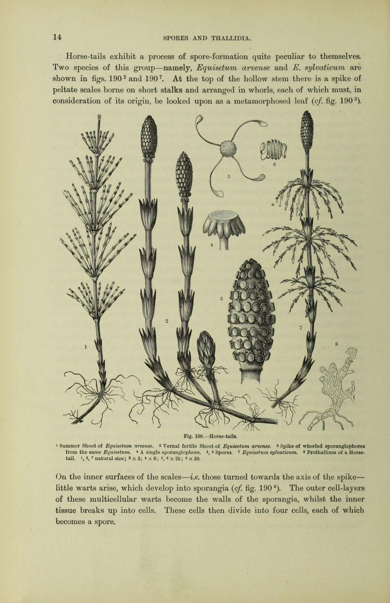 Horse-tails exhibit a process of spore-formation quite peculiar to themselves. Two species of this group—namely, Equisetum arvense and E. sylvaticum are shown in figs. 1902 and 1907. At the top of the hollow stem thei-e is a spike of peltate scales borne on short stalks and arranged in whorls, each of which must, in consideration of its origin, he looked upon as a metamorphosed leaf (cf. fig. 1903). Fig. 190.—Horse-tails. 1 Summer Shoot of Equisetum arvense. 2 Vernal fertile Shoot of Equisetum arvense. > Spike of whorled sporangiophores from the same Equisetum. 4 A single sporangiophore. 8, 6 Spores. 1 Equisetum sylvaticum. 8 Prothallium of a Horse- tail. >, 2, : natural size; 8 x 3; 4 X 6; 5, 6 x 25; 8 x 30. On the inner surfaces of the scales—i.e. those turned towards the axis of the spike— little warts arise, which develop into sporangia (cf. fig. 1904). The outer cell-layers of these multicellular warts become the walls of the sporangia, whilst the inner tissue breaks up into cells. These cells then divide into four cells, each of which becomes a spore.