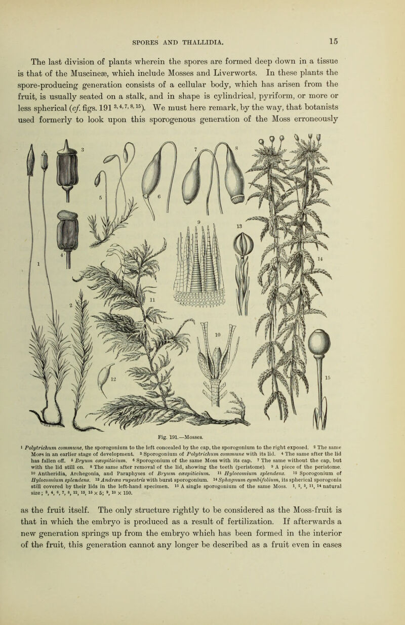 The last division of plants wherein the spores are formed deep down in a tissue is that of the Muscineas, which include Mosses and Liverworts. In these plants the spore-producing generation consists of a cellular body, which has arisen from the fruit, is usually seated on a stalk, and in shape is cylindrical, pyriform, or more or less spherical (cf figs. 1913- 4’7> 8>15). We must here remark, by the way, that botanists used formerly to look upon this sporogenous generation of the Moss erroneously Fig. 191.—Mosses. i Polytrichum commune, the sporogonium to the left concealed by the cap, the sporogonium to the right exposed. 2 The same Moss in an earlier stage of development. 8 Sporogonium of Polytrichum commune with its lid. 1 The same after the lid has fallen off. 6 Bryum ccespiticmm. 6 Sporogonium of the same Moss with its cap. 1 The same without the cap. but with the lid still on. 8 The same after removal of the lid, showing the teeth (peristome). 9 A piece of the peristome. JO Antheridia, Archegonia, and Paraphyses of Bryum ccespiticium. Jl Hylocomium splendens. 12 Sporogonium of Uylocomium splendens. 13 Andrcea rupestris with burst sporogonium.  Sphagnum cymbi/olium, its spherical sporogonia still covered by their lids in the left-hand specimen. 15 A single sporogonium of the same Moss. 1, 2, 5, , 14 natural size; s, 4, «, J, 3,12, 13, is x 5; 9> 10 x 150. as the fruit itself. The only structure rightly to be considered as the Moss-fruit is that in which the embryo is produced as a result of fertilization. If afterwards a new generation springs up from the embryo which has been formed in the interior of the fruit, this generation cannot any longer be described as a fruit even in cases