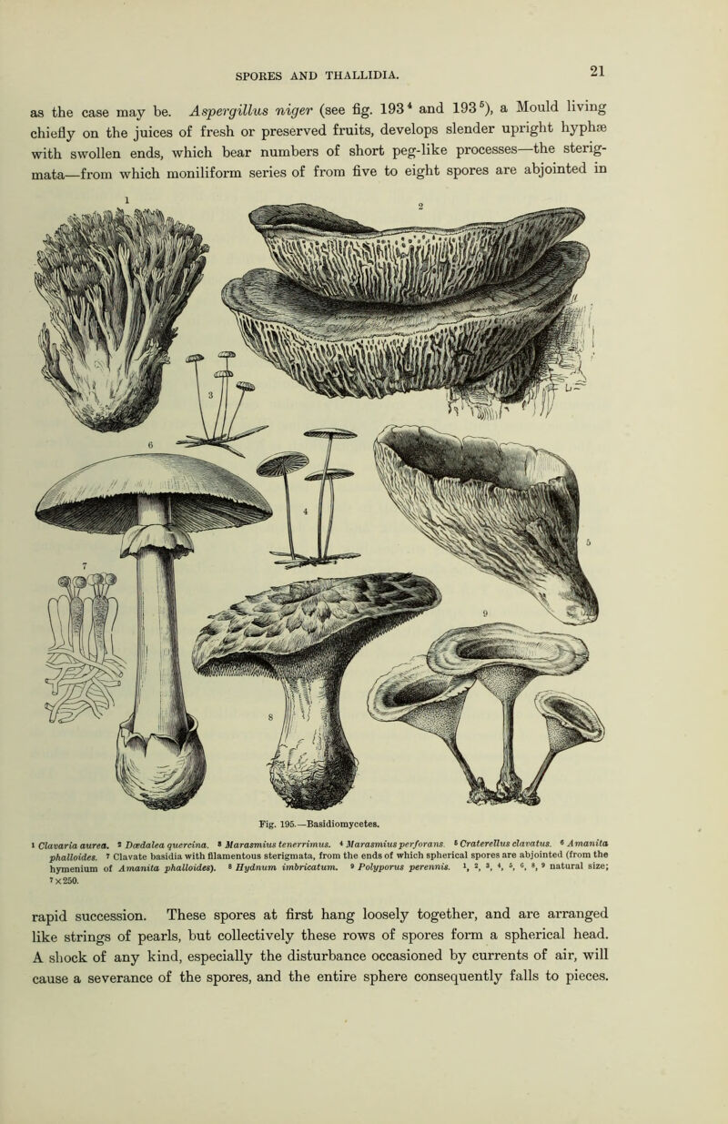 as the case may be. Aspergillus uiger (see fig. 1934 and 1935), a Mould living chiefly on the juices of fresh or preserved fruits, develops slender upright hyphae with swollen ends, which bear numbers of short peg-like processes—the sterig- mata—from which moniliform series of from five to eight spores are abjointed in Fig. 195.— Basidiomycetes. 1 Clavaria aurea. 1 Dcedalea quercina. 8 Marasmius tenerrimus. * Marasmiusperforans. <• Craterellus clavatus. * Amanita phalloides. 7 Clavate basidia with filamentous sterigmata, from the ends of which spherical spores are abjointed (from the hymenium of Amanita phalloides). 8 Hydnum imbricatum. 9 Polyporus perennis. 2, 3, 4, 6, 6, 8, 9 natural size; 7 X 250. rapid succession. These spores at first hang loosely together, and are arranged like strings of pearls, but collectively these rows of spores form a spherical head. A shock of any kind, especially the disturbance occasioned by currents of air, will cause a severance of the spores, and the entire sphere consequently falls to pieces.