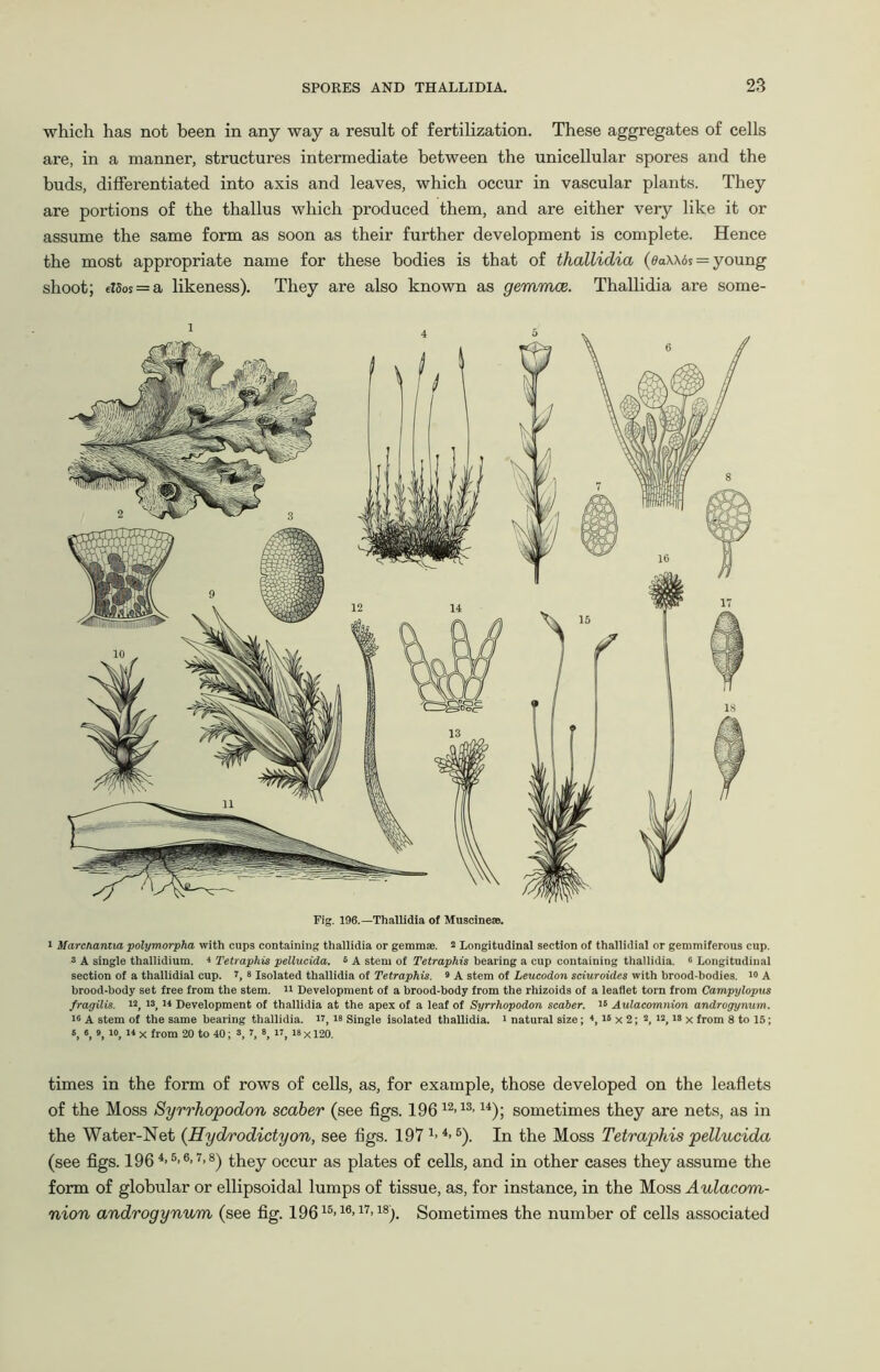 which has not been in any way a result of fertilization. These aggregates of cells are, in a manner, structures intermediate between the unicellular spores and the buds, differentiated into axis and leaves, which occur in vascular plants. They are portions of the thallus which produced them, and are either very like it or assume the same form as soon as their further development is complete. Hence the most appropriate name for these bodies is that of thallidia (6a\\6s = young shoot; etSos = a likeness). They are also known as gemmae. Thallidia are some- Fig. 196.—Thallidia of Muscinese. 1 MtirchaniM polymorpha with cups containing thallidia or gemma'. 2 Longitudinal section of thallidial or gemmiferous cup. 3 A single thallidium. 4 Tetraphis pellucida. 3 A stem of Tetraphis bearing a cup containing thallidia. 6 Longitudinal section of a thallidial cup. 3 Isolated thallidia of Tetraphis. 3 A stem of Leucodon sciuroides with brood-bodies. 43 A brood-body set free from the stem. 41 Development of a brood-body from the rhizoids of a leaflet torn from Campylopus fragilis. 42, 43, 14 Development of thallidia at the apex of a leaf of Syrrhopodon scaber. 43 Aulacomnion androgynum. 46 A stem of the same bearing thallidia. it, 43 Single isolated thallidia. 4 natural size; 4,13 x 2; 2, i2t is x from 8 to 15; 3, «, », 10, 44 x from 20 to 40; 3, t, 3, 44, 43 x 120. times in the form of rows of cells, as, for example, those developed on the leaflets of the Moss Syrrhopodon scaber (see figs. 196 12>13> 14); sometimes they are nets, as in the Water-Net (Hydrodictyon, see figs. 197 4> 6). In the Moss Tetraphis pellucida (see figs. 196 4>5>6>7>8) they occur as plates of cells, and in other cases they assume the form of globular or ellipsoidal lumps of tissue, as, for instance, in the Moss Aulacom- nion androgynum (see fig. 19615>10>17’18). Sometimes the number of cells associated