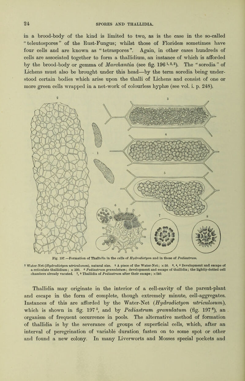 in a brood-body of the kind is limited to two, as is the case in the so-called “ teleutospores ” of the Rust-Fungus; whilst those of Floridese sometimes have four cells and are known as “ tetraspores Again, in other cases hundreds of cells are associated together to form a thallidium, an instance of which is afforded by the brood-body or gemma of Marchantia (see fig. 196 2-3). The “soredia” of Lichens must also be brought under this head—by the term soredia being under- stood certain bodies which arise upon the tlialli of Lichens and consist of one or more green cells wrapped in a net-work of colourless hyphse (see vol. i. p. 248). Fig. 197.—Formation of Thallidia in the cells of Hydrodictyon and in those of Pediastrum. n Water-Net (Hydrodictyon utriculosum), natural size. 2 a piece of the Water-Net; x 50. 8, 4, 6 Development and escape of a reticulate thallidium; x 300. 6 Pediastrum granulatum; development and escape of thallidia; the lightly-dotted cell chambers already vacated. 7, 8 Thallidia of Pediastrum after their escape; x240. Thallidia may originate in the interior of a cell-cavity of the parent-plant and escape in the form of complete, though extremely minute, cell-aggregates. Instances of this are afforded by the Water-Net (Hydrodictyon utriculosum), which is shown in fig. 197 5, and by Pediastrum granulatum (fig. 197 6), an organism of frequent occurrence in pools. The alternative method of formation of thallidia is by the severance of groups of superficial cells, which, after an interval of peregrination of variable duration, fasten on to some spot or other and found a new colony. In many Liverworts and Mosses special pockets and