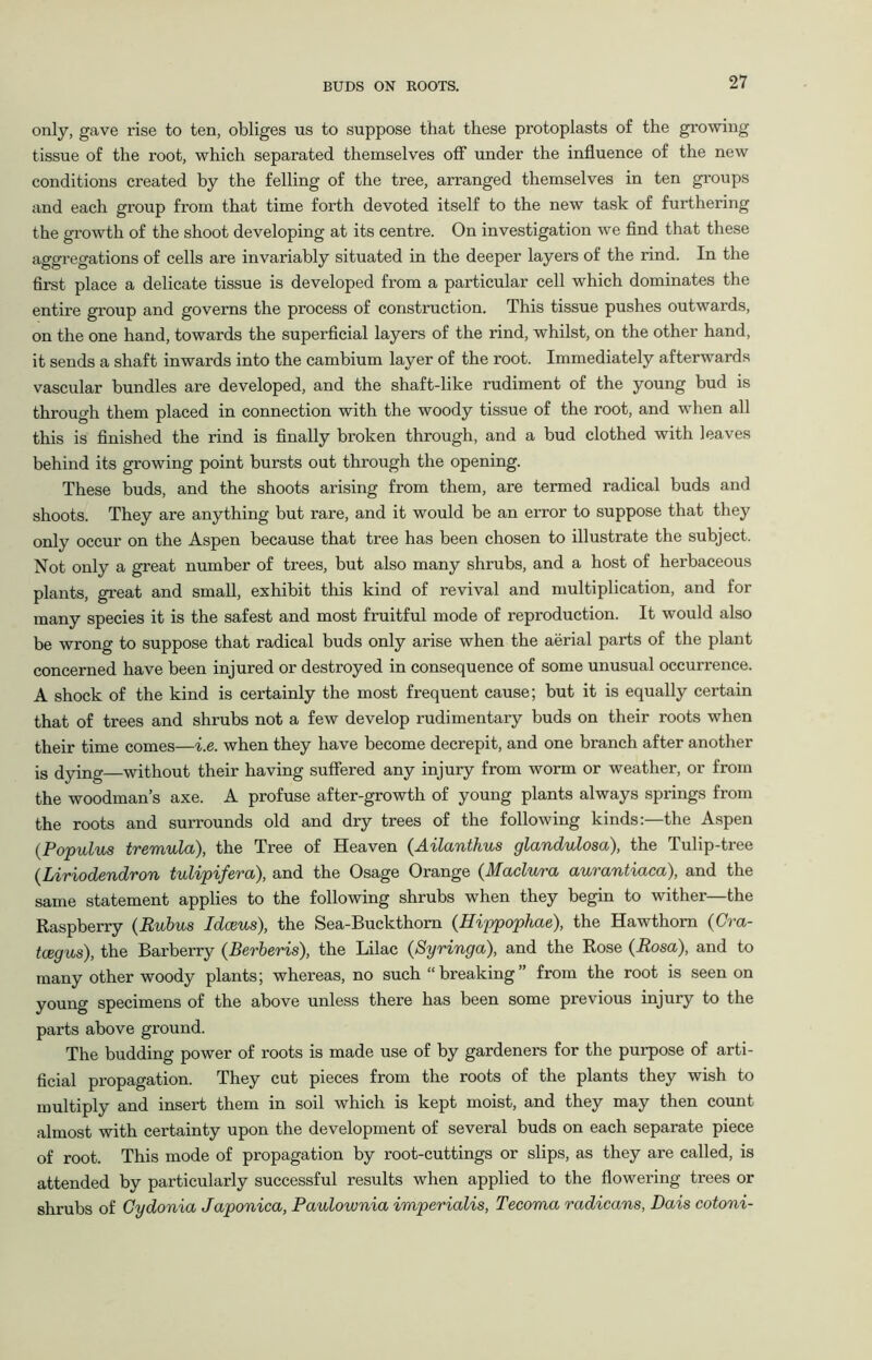 only, gave rise to ten, obliges us to suppose that these protoplasts of the growing tissue of the root, which separated themselves off under the influence of the new conditions created by the felling of the tree, arranged themselves in ten groups and each group from that time forth devoted itself to the new task of furthering the growth of the shoot developing at its centre. On investigation we find that these aggregations of cells are invariably situated in the deeper layers of the rind. In the first place a delicate tissue is developed from a particular cell which dominates the entire group and governs the process of construction. This tissue pushes outwards, on the one hand, towards the superficial layers of the rind, whilst, on the other hand, it sends a shaft inwards into the cambium layer of the root. Immediately afterwards vascular bundles are developed, and the shaft-like rudiment of the young bud is through them placed in connection with the woody tissue of the root, and when all this is finished the rind is finally broken through, and a bud clothed with leaves behind its growing point bursts out through the opening. These buds, and the shoots arising from them, are termed radical buds and shoots. They are anything but rare, and it would be an error to suppose that they only occur on the Aspen because that tree has been chosen to illustrate the subject. Not only a great number of trees, but also many shrubs, and a host of herbaceous plants, great and small, exhibit this kind of revival and multiplication, and for many species it is the safest and most fruitful mode of reproduction. It would also be wrong to suppose that radical buds only arise when the aerial parts of the plant concerned have been injured or destroyed in consequence of some unusual occurrence. A shock of the kind is certainly the most frequent cause; but it is equally certain that of trees and shrubs not a few develop rudimentary buds on their roots when their time comes—i.e. when they have become decrepit, and one branch after another is dying—without their having suffered any injury from worm or weather, or from the woodman’s axe. A profuse after-growth of young plants always springs from the roots and surrounds old and dry trees of the following kinds:—the Aspen (.Populus tremula), the Tree of Heaven (Ailanthus glandulosa), the Tulip-tree (Liviodstidvon twlipifcva), and the Osage Orange (Macluva auTantiaca), and the same statement applies to the following shrubs when they begin to wither—the Raspberry (Rubus Idceus), the Sea-Buckthorn (Hippophae), the Hawthorn {Cra- taegus), the Barberry (Berberis), the Lilac (Syringa), and the Rose (Rosa), and to many other woody plants; whereas, no such “breaking” from the root is seen on young specimens of the above unless there has been some previous injury to the parts above ground. The budding power of roots is made use of by gardeners for the purpose of arti- ficial propagation. They cut pieces from the roots of the plants they wish to multiply and insert them in soil which is kept moist, and they may then count almost with certainty upon the development of several buds on each separate piece of root. This mode of propagation by root-cuttings or slips, as they are called, is attended by particularly successful results when applied to the flowering trees or shrubs of Cydonia Japonica, Paulownia imperialis, Tecoma radicans, Dais cotoni-