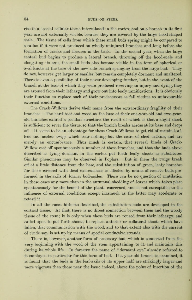 rise in a special cellular tissue intercalated in the cortex, and on a branch in its first year are not externally visible, because they are covered by the large hood-shaped scale. The tissue of cells from which these small buds spring might be compared to a callus if it were not produced on wholly uninjured branches and long before the formation of cracks and fissures in the bark. In the second year, when the large central bud begins to produce a lateral branch, throwing off the hood-scale and elongating its axis, the small buds also become visible in the form of spherical or oval knobs at the base of the new side-branch springing from the large bud. They do not, however, get larger or smaller, but remain completely dormant and unaltered. There is even a possibility of their never developing further, but in the event of the branch at the base of which they were produced receiving an injury and dying, they are aroused from their lethargy and grow out into leafy ramifications. It is obviously their function to replace such of their predecessors as fall victims to unfavourable external conditions. The Crack-Willows derive their name from the extraordinary fragility of their branches. The hard bast and wood at the base of their one-year-old and two-year- old branches exhibit a peculiar structure, the result of which is that a slight shock is sufficient to sever the tissue, so that the branch breaks across at its base and drops off. It seems to be an advantage for these Crack-Willows to get rid of certain leaf- less and useless twigs which bear nothing but the scars of shed catkins, and are merely an encumbrance. Thus much is certain, that several kinds of Crack- Willow cast off spontaneously a number of these branches, and that the buds above described as lying dormant in the cortex put forth leafy shoots as substitutes. Similar phenomena may be observed in Poplars. But in them the twigs break off at a little distance from the base, and the substitution of green, leafy branches for those covered with dead excrescences is effected by means of reserve-buds pre- formed in the axils of former bud-scales. There can be no question of mutilation in these cases any more than in the autumnal shedding of leaves which takes place spontaneously for the benefit of the plants concerned, and is not susceptible to the influence of external conditions except inasmuch as the latter may accelerate or retard it. In all the cases hitherto described, the substitution-buds are developed in the cortical tissue. At first, there is no direct connection between them and the woody tissue of the stem; it is only when these buds are roused from their lethargy, and called upon to put forth shoots, to replace anterior or collateral shoots which have fallen, that communication with the wood, and to that extent also with the current of crude sap, is set up by means of special conductive strands. There is, however, another form of accessory bud, which is connected from the very beginning with the wood of the stem appertaining to it, and maintains this during its whole life. In forestry the name of “ dormant eye” already referred to is employed in particular for this form of bud. If a year-old branch is examined, it is found that the buds in the leaf-axils of its upper half are strikingly larger and more vigorous than those near the base; indeed, above the point of insertion of the