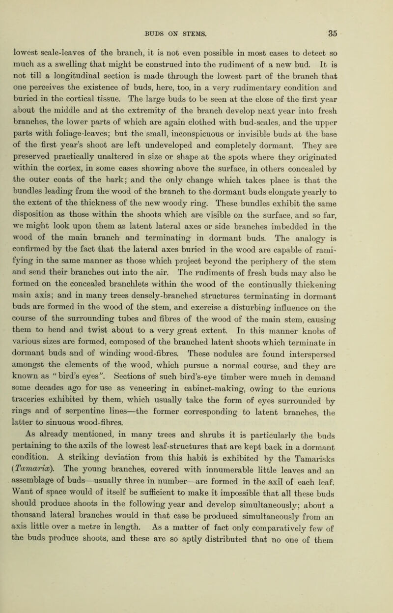 lowest scale-leaves of the branch, it is not even possible in most cases to detect so much as a swelling that might be construed into the rudiment of a new bud. It is not till a longitudinal section is made through the lowest part of the branch that one perceives the existence of buds, here, too, in a very rudimentary condition and buried in the cortical tissue. The large buds to be seen at the close of the first year about the middle and at the extremity of the branch develop next year into fresh branches, the lower parts of which are again clothed with bud-scales, and the upper parts with foliage-leaves; but the small, inconspicuous or invisible buds at the base of the first year’s shoot are left undeveloped and completely dormant. They are preserved practically unaltered in size or shape at the spots where they originated within the cortex, in some cases showing above the surface, in others concealed by the outer coats of the bark; and the only change which takes place is that the bundles leading from the wood of the branch to the dormant buds elongate yearly to the extent of the thickness of the new woody ring. These bundles exhibit the same disposition as those within the shoots which are visible on the surface, and so far, we might look upon them as latent lateral axes or side branches imbedded in the wood of the main branch and terminating in dormant buds. The analogy is confirmed by the fact that the lateral axes buried in the wood are capable of rami- fying in the same manner as those which project beyond the periphery of the stem and send their branches out into the air. The rudiments of fresh buds may also be formed on the concealed branchlets within the wood of the continually thickening main axis; and in many trees densely-branched structures terminating in dormant buds are formed in the wood of the stem, and exercise a disturbing influence on the course of the surrounding tubes and fibres of the wood of the main stem, causing them to bend and twist about to a very great extent. In this manner knobs of various sizes are formed, composed of the branched latent shoots which terminate in dormant buds and of winding wood-fibres. These nodules are found interspersed amongst the elements of the wood, which pursue a normal course, and they are known as “bird’s eyes”. Sections of such bird’s-eye timber were much in demand some decades ago for use as veneering in cabinet-making, owing to the curious traceries exhibited by them, which usually take the form of eyes surrounded by rings and of serpentine lines—the former corresponding to latent branches, the latter to sinuous wood-fibres. As already mentioned, in many trees and shrubs it is particularly the buds pertaining to the axils of the lowest leaf-structures that are kept back in a dormant condition. A striking deviation from this habit is exhibited by the Tamarisks (Tamarix). The young branches, covered with innumerable little leaves and an assemblage of buds—usually three in number—are formed in the axil of each leaf. Want of space would of itself be sufficient to make it impossible that all these buds should produce shoots in the following year and develop simultaneously; about a thousand lateral branches would in that case be produced simultaneously from an axis little over a metre in length. As a matter of fact only comparatively few of the buds produce shoots, and these are so aptly distributed that no one of them