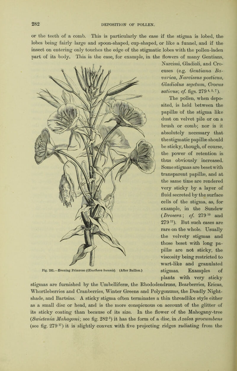 or the teeth of a comb. This is particularly the case if the stigma is lobed, the lobes being fairly large and spoon-shaped, cup-shaped, or like a funnel, and if the insect on entering only touches the edge of the stigmatic lobes with the pollen-laden part of its body. This is the case, for example, in the flowers of many Gentians, Narcissi, Gladioli, and Cro- cuses (e.g. Gentiana Ba- varica, Narcissus poeticus. Gladiolus segetum, Crocus sativus; cf. figs. 279 4> 5-7). The pollen, when depo- sited, is held between the papillae of the stigma like dust on velvet pile or on a brush or comb; nor is it absolutely necessary that the stigmatic papillae should be sticky, though, of course, the power of retention is thus obviously increased. Some stigmas are beset with transparent papillae, and at the same time are rendered very sticky by a layer of fluid secreted by the surface cells of the stigma, as, for example, in the Sundew (Drosera; cf. 279 10 and 279 n). But such cases are rare on the whole. Usually the velvety stigmas and those beset with long pa- pillae are not sticky, the viscosity being restricted to wart-like and granulated Fig. 281.—Evening Primrose ((Enothera biennis). (After Baillon.) stigmas. Examples of plants with very sticky stigmas are furnished by the Umbelliferae, the Rhododendrons, Bearberries, Ericas, Whortleberries and Cranberries, Winter Greens and Polygonums, the Deadly Night- shade, and Bartsias. A sticky stigma often terminates a thin threadlike style either as a small disc or head, and is the more conspicuous on account of the glitter of its sticky coating than because of its size. In the flower of the Mahogany-tree (Swietenia Mahagoni; see fig. 282 3) it has the form of a disc, in Azalea procumbens (see fig. 279 17) it is slightly convex with five projecting ridges radiating from the