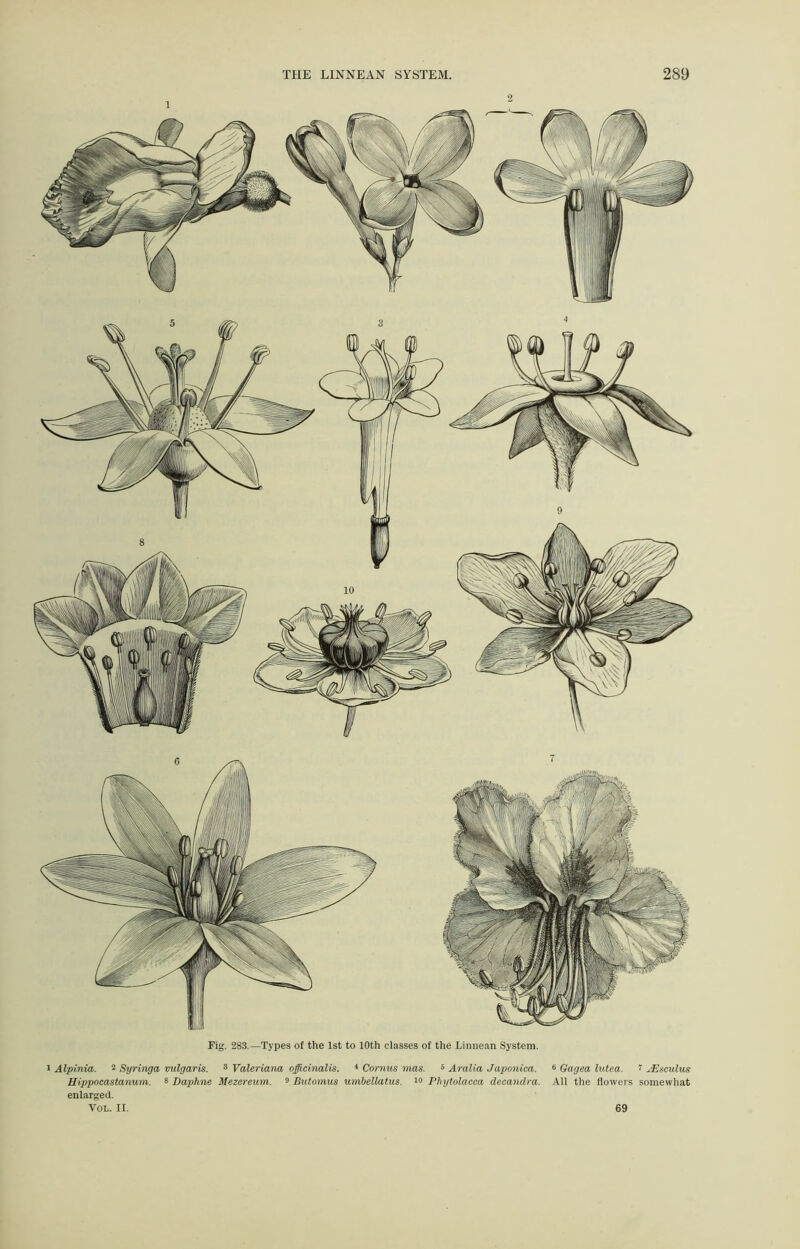 Fig. 283.—Types of the 1st to 10th classes of the Lirmean System. Alpinia. 2 Syringa vulgaris. 3 Valeriana officinalis. * Cornus mas. 5 Arabia Japonica. 6 Gagea lutea. 1 uEsculus Hippocastanum. 3 Daphne Mezereum. 9 Butomus umbellatus. 10 Phytolacca decandra. All the flowers somewhat enlarged. Vol. II. 69