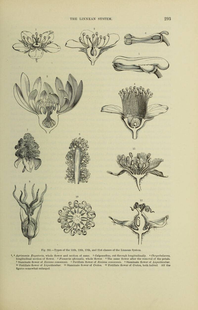 Fig. 285.—Types of the 11th, 12th, 17th, and 21st classes of the Linnean System. l, 3 Agrimonia Eupatoria, whole flower and section of same. 2 Calycanthus, cut through longitudinally. 4 Chrysobalanus, longitudinal section of flower. 5 Fumaria officinalis, whole flower. 6 The same flower after the removal of the petals. * Staminate flower of Ricinus communis. 8 Pistillate flower of Ricinus communis. 9 Staminate flower of Liquidambar. 10 Pistillate flower of Liquidambar. 11 Staminate flower of Croton. 12 Pistillate flower of Croton, both halved. All the figures somewhat enlarged.