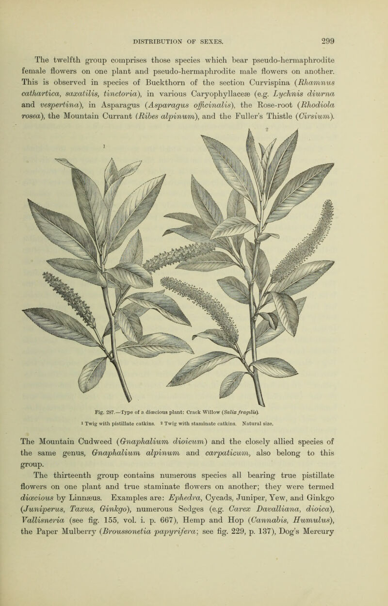 The twelfth group comprises those species which bear pseudo-hermaphrodite female flowers on one plant and pseudo-hermaphrodite male flowers on another. This is observed in species of Buckthorn of the section Curvispina (Rhamnus cathartica, saxatilis, tinctoria), in various Caryophyllaceae (e.g. Lychnis diurna and vespertina), in Asparagus (Asparagus officinalis), the Rose-root (Rhodiola rosea), the Mountain Currant (Ribes alpinum), and the Fuller’s Thistle (Cirsium). Fig. 287.—Type of s dioecious plant: Crack Willow (Salix fragilis). i Twig with pistillate catkins. 2 Twig with staminate catkins. Natural size. The Mountain Cudweed (Gnaphalium dioicum) and the closely allied species of the same genus, Gnaphalium alpinum and carpaticum, also belong to this group. The thirteenth group contains numerous species all bearing true pistillate flowers on one plant and true staminate flowers on another; they were termed dioecious by Linnaeus. Examples are: Ephedra, Cycads, Juniper, Yew, and Ginkgo (Juniperus, Taxus, Ginkgo), numerous Sedges (e.g. Carex Davalliana, dioica), Vallisneria (see fig. 155, vol. i. p. 667), Hemp and Hop (Cannabis, Humulus), the Paper Mulberry (Broussonetia papyrifera; see fig. 229, p. 137), Dog’s Mercury