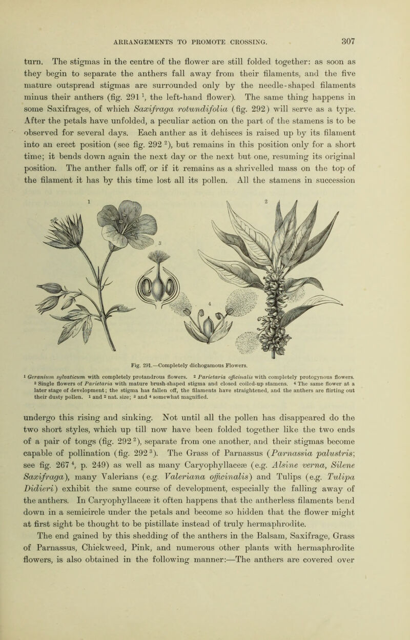 turn. The stigmas in the centre of the flower are still folded together: as soon as they begin to separate the anthers fall away from their filaments, and the five mature outspread stigmas are surrounded only by the needle-shaped filaments minus their anthers (fig. 291 x, the left-hand flower). The same thing happens in some Saxifrages, of which Saxifraga rotundifolia (fig. 292) will serve as a type. After the petals have unfolded, a peculiar action on the part of the stamens is to be observed for several days. Each anther as it dehisces is raised up by its filament into an erect position (see fig. 292 2), but remains in this position only for a short time; it bends down again the next day or the next but one, resuming its original position. The anther falls off, or if it remains as a shrivelled mass on the top of the filament it has by this time lost all its pollen. All the stamens in succession Fig. 291.—Completely dichogamous Flowers. * Geranium sylvaticum with completely protandrous flowers. 2 Parietaria officinalis with completely protogynous flowers. s Single flowers of Parietaria with mature brush-shaped stigma and closed coiled-up stamens. * The same flower at a later stage of development; the stigma has fallen off, the filaments have straightened, and the anthers are flirting out their dusty pollen, i and 2 nat. size; 3 and 4 somewhat magnified. undergo this rising and sinking. Not until all the pollen has disappeared do the two short styles, which up till now have been folded together like the two ends of a pair of tongs (fig. 2922), separate from one another, and their stigmas become capable of pollination (fig. 292 3). The Grass of Parnassus (Parnassia palustris; see fig. 267 4, p. 249) as well as many Caryophyllaceie (e.g. Alsine verna, Silene Saxifraga), many Valerians (e.g. Valeriana officinalis) and Tulips (e.g. Tulipa Didieri) exhibit the same course of development, especially the falling away of the anthers. In Caryophyllacese it often happens that the antherless filaments bend down in a semicircle under the petals and become so hidden that the flower might at first sight be thought to be pistillate instead of truly hermaphrodite. The end gained by this shedding of the anthers in the Balsam, Saxifrage, Grass of Parnassus, Chickweed, Pink, and numerous other plants with hermaphrodite flowers, is also obtained in the following manner:—The anthers are covered over