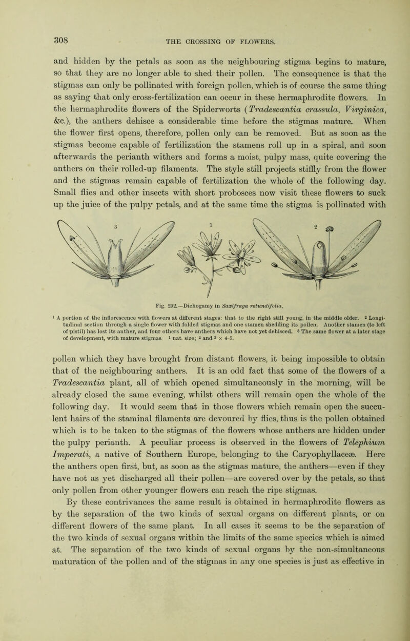 and hidden by the petals as soon as the neighbouring stigma begins to mature, so that they are no longer able to shed their pollen. The consequence is that the stigmas can only be pollinated with foreign pollen, which is of course the same thing as saying that only cross-fertilization can occur in these hermaphrodite flowers. In the hermaphrodite flowers of the Spiderworts (Tradescantia crassula, Virginica, &c.), the anthers dehisce a considerable time before the stigmas mature. When the flower first opens, therefore, pollen only can be removed. But as soon as the stigmas become capable of fertilization the stamens roll up in a spiral, and soon afterwards the perianth withers and forms a moist, pulpy mass, quite covering the anthers on their rolled-up filaments. The style still projects stiffly from the flower and the stigmas remain capable of fertilization the whole of the following day. Small flies and other insects with short probosces now visit these flowers to suck up the juice of the pulpy petals, and at the same time the stigma is pollinated with 1 A portion of the inflorescence with flowers at diflerent stages: that to the right still young, in the middle older. 2 Longi- tudinal section through a single flower with folded stigmas and one stamen shedding its pollen. Another stamen (to left of pistil) has lost its anther, and four others have anthers which have not yet dehisced. * The same flower at a later stage of development, with mature stigmas. 1 nat. size; 2 and s x 4-5. pollen which they have brought from distant flowers, it being impossible to obtain that of the neighbouring anthers. It is an odd fact that some of the flowers of a Tradescantia plant, all of which opened simultaneously in the morning, will be already closed the same evening, whilst others will remain open the whole of the following day. It would seem that in those flowers which remain open the succu- lent hairs of the staminal filaments are devoured by flies, thus is the pollen obtained which is to be taken to the stigmas of the flowers whose anthers are hidden under the pulpy perianth. A peculiar process is observed in the flowers of Telephium Imperati, a native of Southern Europe, belonging to the Caryophyllaceie. Here the anthers open first, but, as soon as the stigmas mature, the anthers—even if they have not as yet discharged all their pollen—are covered over by the petals, so that only pollen from other younger flowers can reach the ripe stigmas. By these contrivances the same result is obtained in hermaphrodite flowers as by the separation of the two kinds of sexual organs on different plants, or on different flowers of the same plant. In all cases it seems to be the separation of the two kinds of sexual organs within the limits of the same species which is aimed at. The separation of the two kinds of sexual organs by the non-simultaneous maturation of the pollen and of the stigmas in any one species is just as effective in