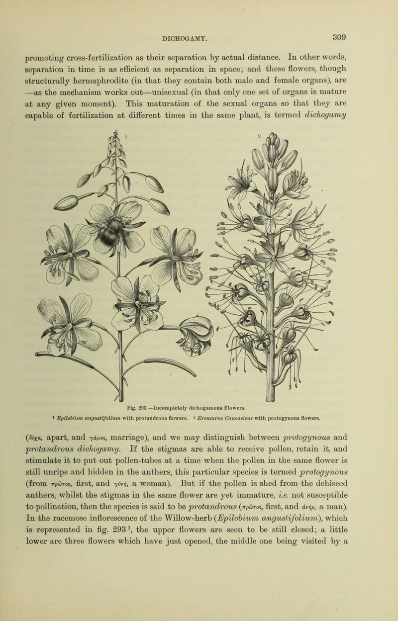 promoting cross-fertilization as their separation by actual distance. In other words, separation in time is as efficient as separation in space; and these flowers, though structurally hermaphrodite (in that they contain both male and female organs), are —as the mechanism works out—unisexual (in that only one set of organs is mature at any given moment). This maturation of the sexual organs so that they are capable of fertilization at different times in the same plant, is termed dichogamy Fig. 293.—Incompletely dichogamous Flowers. 1 Epilobium angustifolium with protandrous flowers. 2 Ercmurus Caucasicus with protogynous flowers. (sixa, apart, and ydpos, marriage), and we may distinguish between protogynous and protandrous dichogamy. If the stigmas are able to receive pollen, retain it, and stimulate it to put out pollen-tubes at a time when the pollen in the same flower is still unripe and hidden in the anthers, this particular species is termed protogynous (from wpuTos, first, and yw-n, a woman). But if the pollen is shed from the dehisced anthers, whilst the stigmas in the same flower are yet immature, i.e. not susceptible to pollination, then the species is said to be protandrous (-n-puTos, first, and 6.vqp, a man). In the racemose inflorescence of the Willow-herb (Epilobium angustifolium), which is represented in fig. 2931, the upper flowers are seen to be still closed; a little lower are three flowers which have just opened, the middle one being visited by a