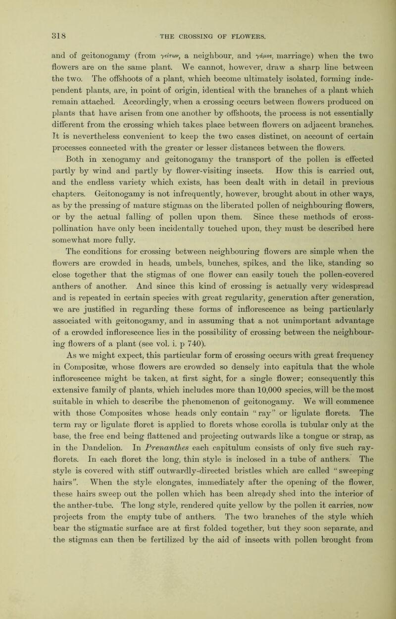 and of geitonogamy (from ydrwv, a neighbour, and 7<G°s, marriage) when the two flowers are on the same plant. We cannot, however, draw a sharp line between the two. The offshoots of a plant, which become ultimately isolated, forming inde- pendent plants, are, in point of origin, identical with the branches of a plant which remain attached. Accordingly, when a crossing occurs between flowers produced on plants that have arisen from one another by offshoots, the process is not essentially different from the crossing which takes place between flowers on adjacent branches. It is nevertheless convenient to keep the two cases distinct, on account of certain processes connected with the greater or lesser distances between the flowers. Both in xenogamy and geitonogamy the transport of the pollen is effected partly by wind and partly by flower-visiting insects. How this is carried out, and the endless variety which exists, has been dealt with in detail in previous chapters. Geitonogamy is not infrequently, however, brought about in other ways, as by the pressing of mature stigmas on the liberated pollen of neighbouring flowers, or by the actual falling of pollen upon them. Since these methods of cross- pollination have only been incidentally touched upon, they must be described here somewhat more fully. The conditions for crossing between neighboui’ing flowers are simple when the flowers are crowded in heads, umbels, bunches, spikes, and the like, standing so close together that the stigmas of one flower can easily touch the pollen-covered anthers of another. And since this kind of crossing is actually very widespread and is repeated in certain species with great regularity, generation after generation, we are justified in regarding these forms of inflorescence as being particularly associated with geitonogamy, and in assuming that a not unimportant advantage of a crowded inflorescence lies in the possibility of crossing between the neighbour- ing flowers of a plant (see vol. i. p 740). As we might expect, this particular form of crossing occurs with great frequency in Composite, whose flowers are crowded so densely into capitula that the whole inflorescence might be taken, at first sight, for a single flower; consequently this extensive family of plants, which includes more than 10,000 species, will be the most suitable in which to describe the phenomenon of geitonogamy. We will commence with those Composites whose heads only contain “ ray” or ligulate florets. The term ray or ligulate floret is applied to florets whose corolla is tubular only at the base, the free end being flattened and projecting outwards like a tongue or strap, as in the Dandelion. In Prenanthes each capitulum consists of only five such ray- florets. In each floret the long, thin style is inclosed in a tube of anthers. The style is covered with stiff1 outwardly-directed bristles which are called “ sweeping hairs”. When the style elongates, immediately after the opening of the flower, these hairs sweep out the pollen which has been already shed into the interior of the anther-tube. The long style, rendered quite yellow by the pollen it carries, now projects from the empty tube of anthers. The two branches of the style which bear the stigmatic surface are at first folded together, but they soon separate, and the stigmas can then be fertilized by the aid of insects with pollen brought from