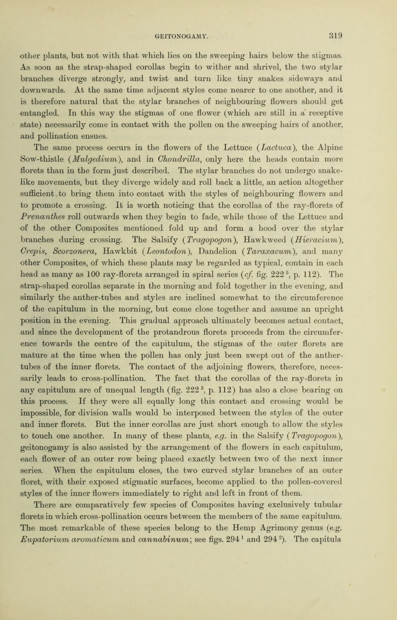 other plants, but not with that which lies on the sweeping hairs below the stigmas. As soon as the strap-shaped corollas begin to wither and shrivel, the two stylar branches diverge strongly, and twist and turn like tiny snakes sideways and downwards. At the same time adjacent styles come nearer to one another, and it is therefore natural that the stylar branches of neighbouring flowers should get entangled. In this way the stigmas of one flower (which are still in a receptive state) necessarily come in contact with the pollen on the sweeping hairs of another, and pollination ensues. The same process occurs in the flowers of the Lettuce (Lactuca), the Alpine Sow-thistle (Mulgedium), and in Chondrilla, only here the heads contain more florets than in the form just described. The stylar branches do not undergo snake- like movements, but they diverge widely and roll back a little, an action altogether sufficient to bring them into contact with the styles of neighbouring flowers and to promote a crossing. It is worth noticing that the corollas of the ray-florets of Prenanthes roll outwards when they begin to fade, while those of the Lettuce and of the other Composites mentioned fold up and form a hood over the stylar branches during crossing. The Salsify (Tragopogon), Hawkweed (Hieracium), Grepis, Scorzonera, Hawkbit (Leontodon), Dandelion (Taraxacum), and many other Composites, of which these plants may be regarded as typical, contain in each head as many as 100 ray-florets arranged in spiral series (cf fig. 2225, p. 112). The strap-shaped corollas separate in the morning and fold together in the evening, and similarly the anther-tubes and styles are inclined somewhat to the circumfei'ence of the capitulum in the morning, but come close together and assume an upright position in the evening. This gradual approach ultimately becomes actual contact, and since the development of the protandrous florets proceeds from the circumfer- ence towards the centre of the capitulum, the stigmas of the outer florets are mature at the time when the pollen has only just been swept out of the anther- tubes of the inner florets. The contact of the adjoining flowers, therefore, neces- sarily leads to cross-pollination. The fact that the corollas of the ray-florets in any capitulum are of unequal length (fig. 2225, p. 112) has also a close bearing on this process. If they were all equally long this contact and crossing would be impossible, for division walls would be interposed between the styles of the outer and inner florets. But the inner corollas are just short enough to allow the styles to touch one another. In many of these plants, e.g. in the Salsify (Tragopogon), geitonogamy is also assisted by the arrangement of the flowers in each capitulum, each flower of an outer row being placed exactly between two of the next inner series. When the capitulum closes, the two curved stylar branches of an outer floret, with their exposed stigmatic surfaces, become applied to the pollen-covered styles of the inner flowers immediately to right and left in front of them. There are comparatively few species of Composites having exclusively tubular florets in which cross-pollination occurs between the members of the same capitulum. The most remarkable of these species belong to the Hemp Agrimony genus (e.g. Eupatorium aromaticum and cannabinum; see figs. 2941 and 2942). The capitula