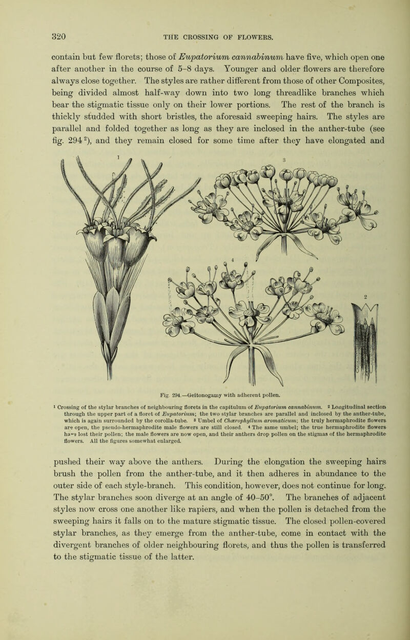 contain but few florets; those of Eupatorium cannabinum have five, which open one after another in the course of 5-8 days. Younger and older flowers are therefore always close together. The styles are rather different from those of other Composites, being divided almost half-way down into two long threadlike branches which bear the stigmatic tissue only on their lower portions. The rest of the branch is thickly studded with short bristles, the aforesaid sweeping hairs. The styles are parallel and folded together as long as they are inclosed in the anther-tube (see fig. 2942), and they remain closed for some time after they have elongated and Fig. 294.—(leitonogamy with adherent pollen. 1 Crossing of the stylar branches of neighbouring florets in the capitulum of Eupatorium cannabinum. 2 Longitudinal section through the upper part of a floret of Eupatorium-, the two stylar branches are parallel and inclosed by the anther-tube, which is again surrounded by the corolla-tube. 8 Umbel of Chcerophyllum aromaticum; the truly hermaphrodite flowers are open, the pseudo-hermaphrodite male flowers are still closed. 1 The same umbel; the true hermaphrodite flowers haue lost their pollen; the male flowers are now open, and their anthers drop pollen on the stigmas of the hermaphrodite flowers. All the figures somewhat enlarged. pushed their way above the anthers. During the elongation the sweeping hairs brush the pollen from the anther-tube, and it then adheres in abundance to the outer side of each style-branch. This condition, however, does not continue for long. The stylar branches soon diverge at an angle of 40-50°. The branches of adjacent styles now cross one another like rapiers, and when the pollen is detached from the sweeping hairs it falls on to the mature stigmatic tissue. The closed pollen-covered stylar branches, as they emerge from the anther-tube, come in contact with the divergent branches of older neighbouring florets, and thus the pollen is transferred to the stigmatic tissue of the latter.