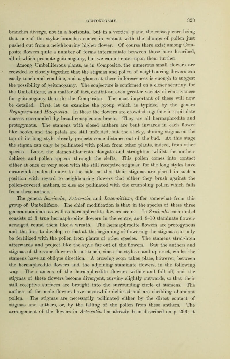 branches diverge, not in a horizontal but in a vertical plane, the consequence being that one of the stylar branches comes in contact with the clumps of pollen just pushed out from a neighbouring higher flower. Of course there exist among Com- posite flowers quite a number of forms intermediate between those here described, all of which promote geitonogamy, but we cannot enter upon them further. Among Umbelliferous plants, as in Compositae, the numerous small flowers are crowded so closely together that the stigmas and pollen of neighbouring flowers can easily touch and combine, and a glance at these inflorescences is enough to suggest the possibility of geitonogamy. The conjecture is confirmed on a closer scrutiny, for the Umbel] if erse, as a matter of fact, exhibit an even greater variety of contrivances for geitonogamy than do the Compositae. The most important of these will now be detailed. First, let us examine the group which is typified by the genei’a Eryngium and Hacquetia. In these the flowers are crowded together in capitulate masses surrounded by broad conspicuous bracts. They are all hermaphrodite and protogynous. The stamens with closed anthers are bent inwards in each flower like hooks, and the petals are still unfolded, but the sticky, shining stigma on the top of its long style already projects some distance out of the bud. At this stage the stigma can only be pollinated with pollen from other plants, indeed, from other species. Later, the stamen-filaments elongate and straighten, whilst the anthers dehisce, and pollen appears through the clefts. This pollen comes into contact either at once or very soon with the still receptive stigmas; for the long styles have meanwhile inclined more to the side, so that their stigmas are placed in such a position with regard to neighbouring flowers that either they brush against the pollen-covered anthers, or else are pollinated with the crumbling pollen which falls from these anthers. The genera Sanicula, Astrantia, and Laserpitiv/m, differ somewhat from this group of Umbelliferae. The chief modification is that in the species of these three genera staminate as well as hermaphrodite flowers occur. In Sanicula each umbel consists of 3 true hermaphrodite flowers in the centre, and 8-10 staminate flowers arranged round them like a wreath. The hermaphrodite flowers are protogynous and the first to develop, so that at the beginning of flowering the stigmas can only be fertilized with the pollen from plants of other species. The stamens straighten afterwards and project like the style far out of the flowers. But the anthers and stigmas of the same flowers do not touch, since the styles stand up erect, whilst the stamens have an oblique direction. A crossing soon takes place, however, between the hermaphrodite flowers and the adjoining staminate flowers, in the following way. The stamens of the hermaphrodite flowers wither and fall off, and the stigmas of these flowers become divergent, curving slightly outwards, so that their still receptive surfaces are brought into the surrounding circle of stamens. The anthers of the male flowers have meanwhile dehisced and are shedding abundant pollen. The stigmas are necessarily pollinated either by the direct contact of stigmas and anthers, or, by the falling of the pollen from these anthers. The arrangement of the flowers in Astrantia has already been described on p. 296; it