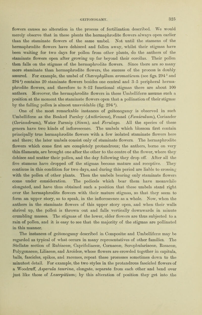 flowers causes no alteration in the process of fertilization described. We would merely observe that in these plants the hermaphrodite flowers always open earlier than the staminate flowers of the same umbel. Not until the stamens of the hermaphrodite flowers have dehisced and fallen away, whilst their stigmas have been waiting for two days for pollen from other plants, do the anthers of the staminate flowers open after growing up far beyond their corollas. Their pollen then falls on the stigmas of the hermaphrodite flowers. Since there are so many more staminate than hermaphrodite flowers, the success of the process is doubly assured. For example, the umbel of Chcerophyllum aromaticum (see figs. 2943 and 2944) contains 20 staminate flowers besides one central and 3-5 peripheral herma- phrodite flowers, and therefore to 8-12 functional stigmas there are about 100 anthers. Moreover, the hermaphrodite flowers in these Umbelliferae assume such a position at the moment the staminate flowers open that a pollination of their stigmas by the falling pollen is almost unavoidable (fig. 2944). One of the most remarkable instances of geitonogamy is observed in such Umbelliferae as the Beaked Parsley (Anthriscus), Fennel (Famiculum), Coriander (iCoriandrum), Water Parsnip (Sium), and Ferulago. All the species of these genera have two kinds of inflorescence. The umbels which blossom first contain principally true hermaphrodite flowers with a few isolated staminate flowers here and there; the later umbels consist only of staminate flowers. The hermaphrodite flowers which come first are completely protandrous; the anthers, borne on very thin filaments, are brought one after the other to the centre of the flower, where they dehisce and scatter their pollen, and the day following they drop off. After all the five stamens have dropped off the stigmas become mature and receptive. They continue in this condition for two days, and during this period are liable to crossing with the pollen of other plants. Then the umbels bearing only staminate flowers come under consideration. The pedicels which bear them have meanwhile elongated, and have thus obtained such a position that these umbels stand right over the hermaphrodite flowers with their mature stigmas, so that they seem to form an upper story, so to speak, in the inflorescence as a whole. Now, when the anthers in the staminate flowers of this upper story open, and when their walls shrivel up, the pollen is thrown out and falls vertically downwards in minute crumbling masses. The stigmas of the lower, older flowers are thus subjected to a rain of pollen, and it is easy to see that the majority of the stigmas are pollinated in this manner. The instances of geitonogamy described in Composite and Umbelliferae may be regarded as typical of what occurs in many representatives of other families. The Stellatae section of Rubiaceae, Caprifoliacese, Cornaceae, Scrophulariaceae, Rosacese, Polygonaceae, Liliaceae, and Aroideae, whose flowers are crowded together in capitula, balls, fascicles, spikes, and racemes, repeat these processes sometimes down to the minutest detail. For example, the two styles in the protandrous fascicled flowers of a Woodruff, Asperula taurina, elongate, separate from each other and bend over just like those of Laserpitium; by this alteration of position they get into the