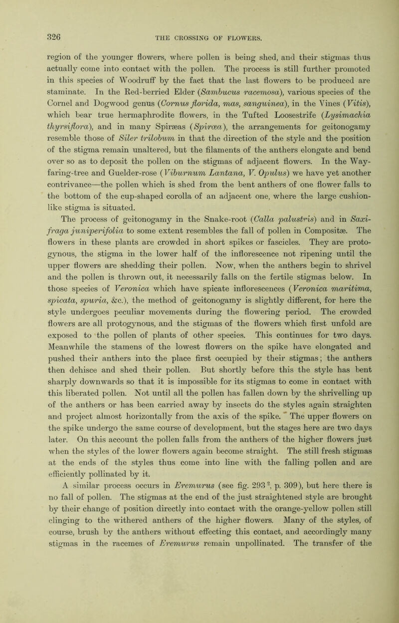 region of the younger flowers, where pollen is being shed, and their stigmas thus actually come into contact with the pollen. The process is still further promoted in this species of Woodruff by the fact that the last flowers to be produced are stain inate. In the Red-berried Elder (Sambucus racemosa), various species of the Cornel and Dogwood genus (Cornus florida, mas, sanguined), in the Vines (Vitis), which bear true hermaphrodite flowers, in the Tufted Loosestrife (Lysimachia thyrsiflora), and in many Spiraeas (Spircea), the arrangements for geitonogamy resemble those of Siler trilobum in that the direction of the style and the position of the stigma remain unaltered, but the filaments of the anthers elongate and bend over so as to deposit the pollen on the stigmas of adjacent flowers. In the Way- faring-tree and Guelder-rose (Viburnum Lantana, V. Opulus) we have yet another contrivance—the pollen which is shed from the bent anthers of one flower falls to the bottom of the cup-shaped corolla of an adjacent one, where the large cushion- like stigma is situated. The process of geitonogamy in the Snake-root (Calla palustris) and in Saxi- fraga juniperifolia to some extent resembles the fall of pollen in Composite. The flowers in these plants are crowded in short spikes or fascicles. They are proto- gynous, the stigma in the lower half of the inflorescence not ripening until the upper flowers are shedding their pollen. Now, when the anthers begin to shrivel and the pollen is thrown out, it necessarily falls on the fertile stigmas below. In those species of Veronica which have spicate inflorescences (Veronica maritima, spicata, spuria, &c.), the method of geitonogamy is slightly different, for here the style undergoes peculiar movements during the flowering period. The crowded flowers are all protogynous, and the stigmas of the flowers which first unfold are exposed to the pollen of plants of other species. This continues for two days. Meanwhile the stamens of the lowest flowers on the spike have elongated and pushed their anthers into the place first occupied by their stigmas; the anthers then dehisce and shed their pollen. But shortly before this the style has bent sharply downwards so that it is impossible for its stigmas to come in contact with this liberated pollen. Not until all the pollen has fallen down by the shrivelling up of the anthers or has been carried away by insects do the styles again straighten and project almost horizontally from the axis of the spike. The upper flowers on the spike undergo the same course of development, but the stages here are two days later. On this account the pollen falls from the anthers of the higher flowers just when the styles of the lower flowers again become straight. The still fresh stigmas at the ends of the styles thus come into line with the falling pollen and are efficiently pollinated by it. A similar process occurs in Eremurus (see fig. 2932, p. 309), but here there is no fall of pollen. The stigmas at the end of the just straightened style are brought by their change of position directly into contact with the orange-yellow pollen still clinging to the withered anthers of the higher flowers. Many of the styles, of course, brush by the anthers without effecting this contact, and accordingly many stigmas in the racemes of Eremurus remain unpollinated. The transfer of the