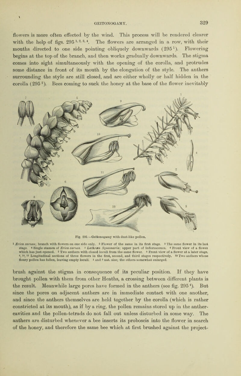 flowers is more often effected by the wind. This process will be rendered clearer with the help of figs. 295 lj 2>3’4. The flowers are arranged in a row, with their mouths directed to one side pointing obliquely downwards (2954). Flowering begins at the top of the branch, and then works gradually downwards. The stigma comes into sight simultaneously with the opening of the corolla, and protrudes some distance in front of its mouth by the elongation of the style. The anthers surrounding the style are still closed, and are either wholly or half hidden in the corolla (295 2). Bees coming to suck the honey at the base of the flower inevitably i Fig. 295.— Geitonogamy with dust-like pollen. 1 Erica carnew, branch with flowers on one side only. 2 Flower of the same in its first stage. 2 The same flower in its last stage. * Single stamen of Erica carnea. b Lathroea Squamaria; upper part of inflorescence. * Front view of a flowei which has just opened. 7 Two anthers with closed loculi from the same flower. 8 Front view of a flower at a later stage. 9,10,11 Longitudinal sections of three flowers in the first, second, and third stages respectively, i* Two anthers whose floury pollen has fallen, leaving empty loculi. 1 and 5 nat. size; the others somewhat enlarged. brush against the stigma in consequence of its peculiar position. If they have brought pollen with them from other Heaths, a crossing between different plants is the result. Meanwhile large pores have foi*med in the anthers (see fig. 2954). But since the pores on adjacent anthers are in immediate contact with one another, and since the anthers themselves are held together by the corolla (which is rather constricted at its mouth), as if by a ring, the pollen remains stored up in the anther- cavities and the pollen-tetrads do not fall out unless disturbed in some way. The anthers are disturbed whenever a bee inserts its proboscis into the flower in search of the honey, and therefore the same bee which at first brushed against the project-