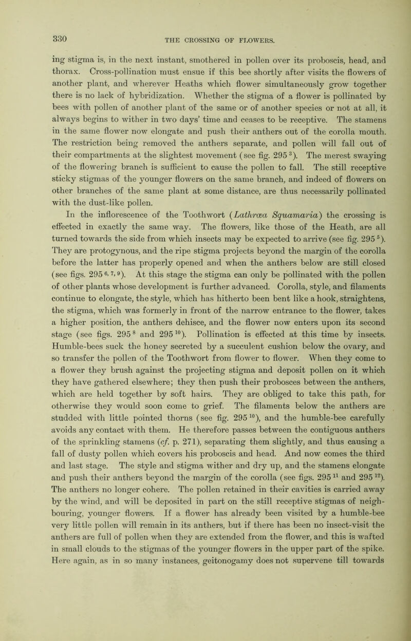 ing stigma is, in the next instant, smothered in pollen over its proboscis, head, and thorax. Cross-pollination must ensue if this bee shortly after visits the flowers of another plant, and wherever Heaths which flower simultaneously grow together there is no lack of hybridization. Whether the stigma of a flower is pollinated by bees with pollen of another plant of the same or of another species or not at all, it always begins to wither in two days’ time and ceases to be receptive. The stamens in the same flower now elongate and push their anthers out of the corolla mouth. The restriction being removed the anthers separate, and pollen will fall out of their compartments at the slightest movement (see fig. 295 3). The merest swaying of the flowering branch is sufficient to cause the pollen to fall. The still receptive sticky stigmas of the younger flowers on the same branch, and indeed of flowers on other branches of the same plant at some distance, are thus necessarily pollinated with the dust-like pollen. In the inflorescence of the Toothwort (Lathrcea Squamaria) the crossing is effected in exactly the same way. The flowers, like those of the Heath, are all turned towards the side from which insects may be expected to arrive (see fig. 2955). They are protogynous, and the ripe stigma projects beyond the margin of the corolla before the latter has properly opened and when the anthers below are still closed (see figs. 2956’7>9). At this stage the stigma can only be pollinated with the pollen of other plants whose development is further advanced. Corolla, style, and filaments continue to elongate, the style, which has hitherto been bent like a hook, straightens, the stigma, which was formerly in front of the narrow entrance to the flower, takes a higher position, the anthers dehisce, and the flower now enters upon its second stage (see figs. 2958 and 29510). Pollination is effected at this time by insects. Humble-bees suck the honey secreted by a succulent cushion below the ovary, and so transfer the pollen of the Toothwort from flower to flower. When they come to a flower they brush against the projecting stigma and deposit pollen on it which they have gathered elsewhere; they then push their probosces between the anthers, which are held together by soft hairs. They are obliged to take this path, for otherwise they would soon come to grief. The filaments below the anthers are studded with little pointed thorns (see fig. 29510), and the humble-bee carefully avoids any contact with them. He therefore passes between the contiguous anthers of the sprinkling stamens (cf. p. 271), separating them slightly, and thus causing a fall of dusty pollen which covers his proboscis and head. And now comes the third and last stage. The style and stigma wither and dry up, and the stamens elongate and push their anthers beyond the margin of the corolla (see figs. 295 11 and 295 12). The anthers no longer cohere. The pollen i*etained in their cavities is carried away by the wind, and will be deposited in part on the still receptive stigmas of neigh- bouring, younger flowers. If a flower has already been visited by a humble-bee very little pollen will remain in its anthers, but if there has been no insect-visit the anthers are full of pollen when they are extended from the flower, and this is wafted in small clouds to the stigmas of the younger flowers in the upper part of the spike. Here again, as in so many instances, geitonogamy does not supervene till towards