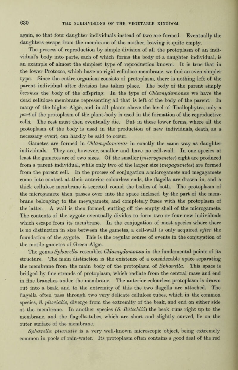 again, so that four daughter individuals instead of two are formed. Eventually the daughters escape from the membrane of the mother, leaving it quite empty. The process of reproduction by simple division of all the protoplasm of an indi- vidual’s body into parts, each of which forms the body of a daughter individual, is an example of almost the simplest type of reproduction known. It is true that in the lower Protozoa, which have no rigid cellulose membrane, we find an even simpler type. Since the entire organism consists of protoplasm, there is nothing left of the parent individual after division has taken place. The body of the parent simply becomes the body of the offspring. In the type of Chlamydomonas we have the dead cellulose membrane representing all that is left of the body of the parent. In many of the higher Algae, and in all plants above the level of Thallophytes, only a part of the protoplasm of the plant-body is used in the formation of the reproductive cells. The rest must then eventually die. But in these lower forms, where all the protoplasm of the body is used in the production of new individuals, death, as a necessary event, can hardly be said to occur. Gametes are formed in Chlamydomonas in exactly the same way as daughter individuals. They are, however, smaller and have no cell-wall. In one species at least the gametes are of two sizes. Of the smaller {microgametes) eight are produced from a parent individual, while only two of the larger size {megagametes) are formed from the parent cell. In the process of conjugation a microgamete and megagamete come into contact at their anterior colourless ends, the fiagella are drawn in, and a thick cellulose membrane is secreted round the bodies of both. The protoplasm of the microgamete then passes over into the space inclosed by the part of the mem- brane belonging to the megagamete, and completely fuses with the protoplasm of the latter. A wall is then formed, cutting off the empty shell of the microgamete. The contents of the zygote eventually divides to form two or four new individuals which escape from its membrane. In the conjugation of most species where there is no distinction in size between the gametes, a cell-wall is only acquired after the foundation of the zygote. This is the regular course of events in the conjugation of the motile gametes of Green Algae. The genus Sphcerella resembles Chlamydomonas in the fundamental points of its structure. The main distinction is the existence of a considerable space separating the membrane from the main body of the protoplasm of Sphcerella. This space is bridged by fine strands of protoplasm, which radiate from the central mass and end in fine branches under the membrane. The anterior colourless protoplasm is drawn out into a beak, and to the extremity of this the two flagella are attached. The fiagella often pass through two very delicate cellulose tubes, which in the common species, 8. pluvialis, diverge from the extremity of the beak, and end on either side at the membrane. In another species {S. Butschlii) the beak runs right up to the membrane, and the flagella-tubes, which are short and slightly curved, lie on the outer surface of the membrane. Sphoirella pluvialis is a very well-known microscopic object, being extremely common in pools of rain-water. Its protoplasm often contains a good deal of the red