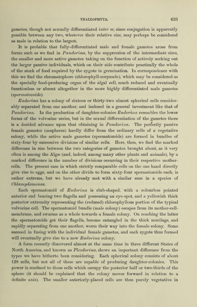 gametes, though not sexually differentiated inter se, since conjugation is apparently possible between any two, whatever their relative size, may perhaps be considered as male in relation to the largest. It is probable that fully-differentiated male and female gametes arose from forms such as we find in Pandorina, by the suppression of the intermediate sizes, the smaller and more active gametes taking on the function of actively seeking out the larger passive individuals, which on their side contribute practically the whole of the stock of food required by the zygote in germination. In correspondence with this we find the chromatophore (chlorophyll-corpuscle), which may be considered as the specially food-producing organ of the algal cell, much reduced and eventually functionless or absent altogether in the more highly differentiated male gametes {spermatozoids). Eudorina has a colony of sixteen or thirty-two almost spherical cells consider- ably separated from one another, and inclosed in a general investment like that of Pandorina. In the production of daughter-colonies Eudorina resembles the lower forms of the volvocine series, but in the sexual differentiation of the gametes there is a decided advance upon that obtaining in Pandorina. The perfectly passive female gametes (oospheres) hardly differ from the ordinary cells of a vegetative colony, while the active male gametes (spermatozoids) are formed in bundles of sixty-four by successive divisions of similar cells. Here, then, we find the marked difference in size between the two categories of gametes brought about, as it very often is among the Algae (and, indeed, among many other plants and animals), by a marked difference in the number of divisions occurring in their respective mother- cells. The present case in which strictly comparable cells on the one hand directly give rise to eggs, and on the other divide to form sixty-four spermatozoids each, is rather extreme, but we have already met with a similar case in a species of Ch lamydomonas. Each spermatozoid of Eudorina is club-shaped, with a colourless pointed anterior end bearing two flagella and possessing an eye-spot, and a yellowish thick posterior extremity representing the (reduced) chlorophyllous portion of the typical volvocine cell. The spermatozoid bundle (male colony) escapes from its mother-cell- membrane, and swarms as a whole towards a female colony. On reaching the latter the spermatozoids get their flagella, become entangled in the thick mucilage, and rapidly separating from one another, worm their way into the female colony. Some succeed in fusing with the individual female gametes, and each zygote thus formed will eventually give rise to a new Eudorina colony. A form recently discovered almost at the same time in three different States of North America, and known as Pleodorina, shows an important difference from the types we have hitherto been considering. Each spherical colony consists of about 128 cells, but not all of these are capable of producing daughter-colonies. This power is. confined to those cells which occupy the posterior half or two-thirds of the sphere (it should be explained that the colony moves forward in relation to a definite axis). The smaller anteriorly-placed cells are thus purely vegetative in