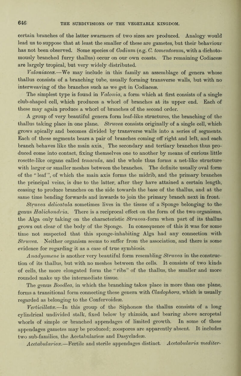 certain branches of the latter swarmers of two sizes are produced. Analogy would lead us to suppose that at least the smaller of these are gametes, but their behaviour has not been observed. Some species of Codium (e.g. C. tomentosum, with a dichoto- mously branched furry thallus) occur on our own coasts. The remaining Codiaceae are largely tropical, but very widely distributed. Valoniacece.—We may include in this family an assemblage of genera whose thallus consists of a branching tube, usually forming transverse walls, but with no interweaving of the branches such as we get in Codiaceae. The simplest type is found in Valonia, a form which at first consists of a single club-shaped cell, which produces a whorl of branches at its upper end. Each of these may again produce a whorl of branches of the second order. A group of very beautiful genera form leaf-like structures, the branching of the thallus taking place in one plane. Struvea consists originally of a single cell, which grows apically and becomes divided by transverse walls into a series of segments. Each of these segments bears a pair of branches coming off right and left, and each branch behaves like the main axis. The secondary and tertiary branches thus pro- duced come into contact, fixing themselves one to another by means of curious little rosette-like organs called tenacula, and the whole thus forms a net-like structure with larger or smaller meshes between the branches. The definite usually oval form of the “ leaf ”, of which the main axis forms the midrib, and the primary branches the principal veins, is due to the latter, after they have attained a certain length, ceasing to produce branches on the side towards the base of the thallus, and at the same time bending forwards and inwards to join the primary branch next in front. Struvea delicatula sometimes lives in the tissue of a Sponge belonging to the genus Halichondria. There is a reciprocal effect on the form of the two organisms, the Alga only taking on the characteristic Struvea-lorm. when part of its thallus grows out clear of the body of the Sponge. In consequence of this it was for some time not suspected that this sponge-inhabiting Alga had any connection with Struvea. Neither organism seems to suffer from the association, and there is some evidence for regarding it as a case of true symbiosis. Anadyomene is another very beautiful form resembling Struvea in the construc- tion of its thallus, but with no meshes between the cells. It consists of two kinds of cells, the more elongated form the “ribs” of the thallus, the smaller and more rounded make up the intermediate tissue. The genus Boodlea, in which the branching takes place in more than one plane, forms a transitional form connecting these genera with Cladophora, which is usually regarded as belonging to the Confervoidem. Verticillatce.—In this group of the Siphoneae the thallus consists of a long cylindrical undivided stalk, fixed below by rhizoids, and bearing above acropetal whorls of simple or branched appendages of limited growth. In some of these appendages gametes maybe produced; zoospores are apparently absent. It includes two sub-families, the Acetabularieae and Dasycladeae. Acetabulariece.—Fertile and sterile appendages distinct. Acetahularia mediter-