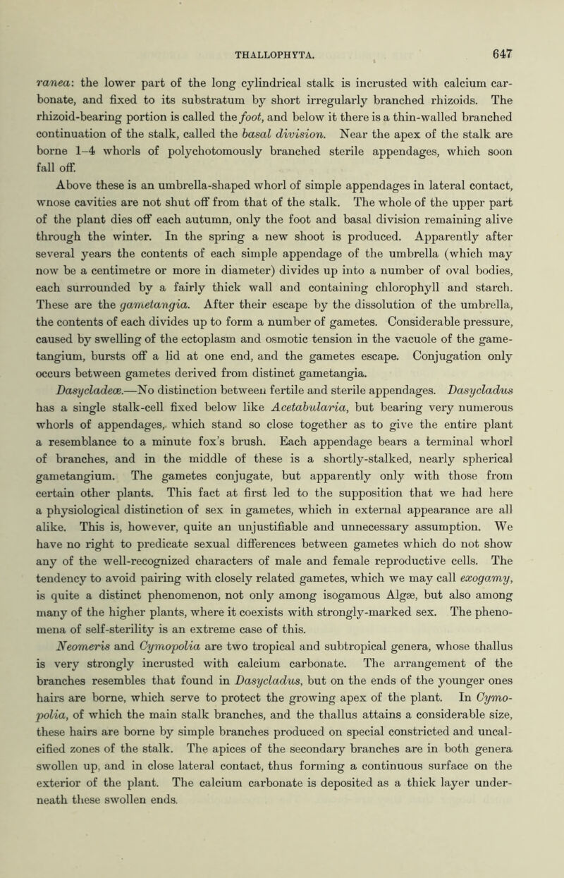 ranea: the lower part of the long cylindrical stalk is incrusted with calcium car- bonate, and fixed to its substratum by short irregularly branched rhizoids. The rhizoid-bearing portion is called the foot, and below it there is a thin-walled branched continuation of the stalk, called the basal division. Near the apex of the stalk are borne 1-4 whorls of polychotomously branched sterile appendages, which soon fall off. Above these is an umbrella-shaped whorl of simple appendages in lateral contact, wnose cavities are not shut off from that of the stalk. The whole of the upper part of the plant dies off each autumn, only the foot and basal division remaining alive through the winter. In the spring a new shoot is produced. Apparently after several years the contents of each simple appendage of the umbrella (which may now be a centimetre or more in diameter) divides up into a number of oval bodies, each surrounded by a fairly thick wall and containing chlorophyll and starch. These are the gametangia. After their escape by the dissolution of the umbrella, the contents of each divides up to form a number of gametes. Considerable pressure, caused by swelling of the ectoplasm and osmotic tension in the vacuole of the game- tangium, bursts off a lid at one end, and the gametes escape. Conjugation only occurs between gametes derived from distinct gametangia. Dasycladece.—No distinction between fertile and sterile appendages. Dasycladus has a single stalk-cell fixed below like Acetabularia, but bearing very numerous whorls of appendages, which stand so close together as to give the entire plant a resemblance to a minute fox’s brush. Each appendage bears a terminal whorl of branches, and in the middle of these is a shortly-stalked, nearly spherical gametangium. The gametes conjugate, but apparently only with those from certain other plants. This fact at first led to the supposition that we had here a physiological distinction of sex in gametes, which in external appearance are all alike. This is, however, quite an unjustifiable and unnecessary assumption. We have no right to predicate sexual differences between gametes which do not show any of the well-recognized characters of male and female reproductive cells. The tendency to avoid pairing with closely related gametes, which we may call exogamy, is quite a distinct phenomenon, not only among isogamous Algae, but also among many of the higher plants, where it coexists with strongly-marked sex. The pheno- mena of self-sterility is an extreme case of this. Neomeris and Cymopolia are two tropical and subtropical genera, whose thallus is very strongly incrusted with calcium carbonate. The arrangement of the branches resembles that found in Dasycladus, but on the ends of the younger ones hairs are borne, which serve to protect the growing apex of the plant. In Cymo- polia, of which the main stalk branches, and the thallus attains a considerable size, these hairs are borne by simple branches produced on special constricted and uncal- cified zones of the stalk. The apices of the secondary branches are in both genera swollen up, and in close lateral contact, thus forming a continuous surface on the exterior of the plant. The calcium carbonate is deposited as a thick layer under- neath these swollen ends.