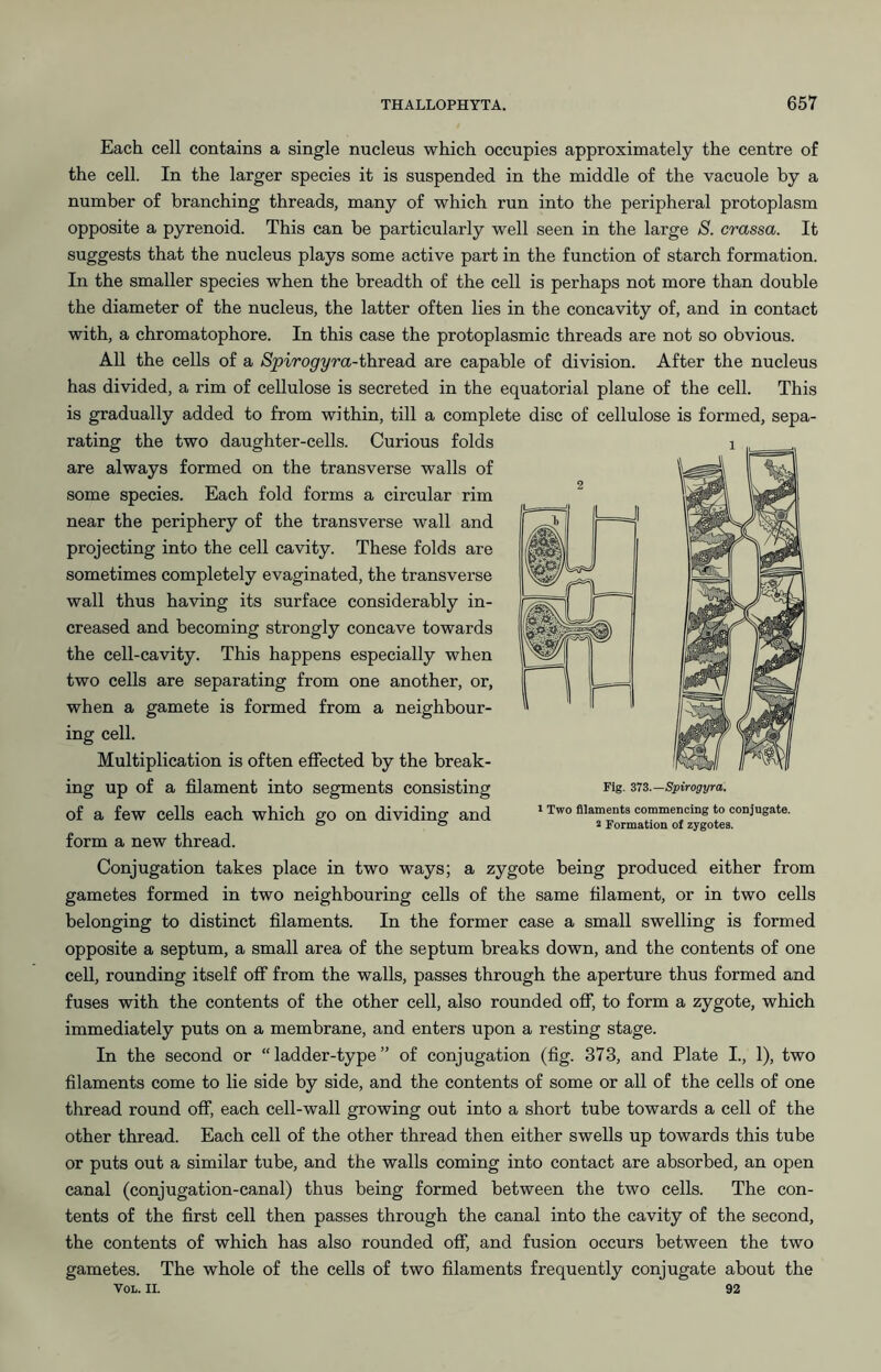 Each cell contains a single nucleus which occupies approximately the centre of the cell. In the larger species it is suspended in the middle of the vacuole by a number of branching threads, many of which run into the peripheral protoplasm opposite a pyrenoid. This can be particularly well seen in the large S. crassa. It suggests that the nucleus plays some active part in the function of starch formation. In the smaller species when the breadth of the cell is perhaps not more than double the diameter of the nucleus, the latter often lies in the concavity of, and in contact with, a chromatophore. In this case the protoplasmic threads are not so obvious. AU the cells of a Spirogyra-thresid are capable of division. After the nucleus has divided, a rim of cellulose is secreted in the equatorial plane of the cell. This is gradually added to from within, till a complete disc of cellulose is formed, sepa- rating the two daughter-cells. Curious folds are always formed on the transverse walls of some species. Each fold forms a circular rim near the periphery of the transverse wall and projecting into the cell cavity. These folds are sometimes completely evaginated, the transverse wall thus having its surface considerably in- creased and becoming strongly concave towards the cell-cavity. This happens especially when two cells are separating from one another, or, when a gamete is formed from a neighbour- ing cell. Multiplication is often effected by the break- ing up of a filament into segments consisting of a few cells each which go on dividing and form a new thread. Conjugation takes place in two ways; a zygote being produced either from gametes formed in two neighbouring cells of the same filament, or in two cells belonging to distinct filaments. In the former case a small swelling is formed opposite a septum, a small area of the septum breaks down, and the contents of one cell, rounding itself off from the walls, passes through the aperture thus formed and fuses with the contents of the other cell, also rounded off, to form a zygote, which immediately puts on a membrane, and enters upon a resting stage. In the second or “ ladder-type ” of conjugation (fig. 373, and Plate I., 1), two filaments come to lie side by side, and the contents of some or all of the cells of one thread round off, each cell-wall growing out into a short tube towards a cell of the other thread. Each cell of the other thread then either swells up towards this tube or puts out a similar tube, and the walls coming into contact are absorbed, an open canal (conjugation-canal) thus being formed between the two cells. The con- tents of the first cell then passes through the canal into the cavity of the second, the contents of which has also rounded off, and fusion occurs between the two gametes. The whole of the cells of two filaments frequently conjugate about the VoL. II. 92 Fig. ZIZ.—Spirogyra. 1 Two filaments commencing to conjugate. 2 Formation of zygotes.